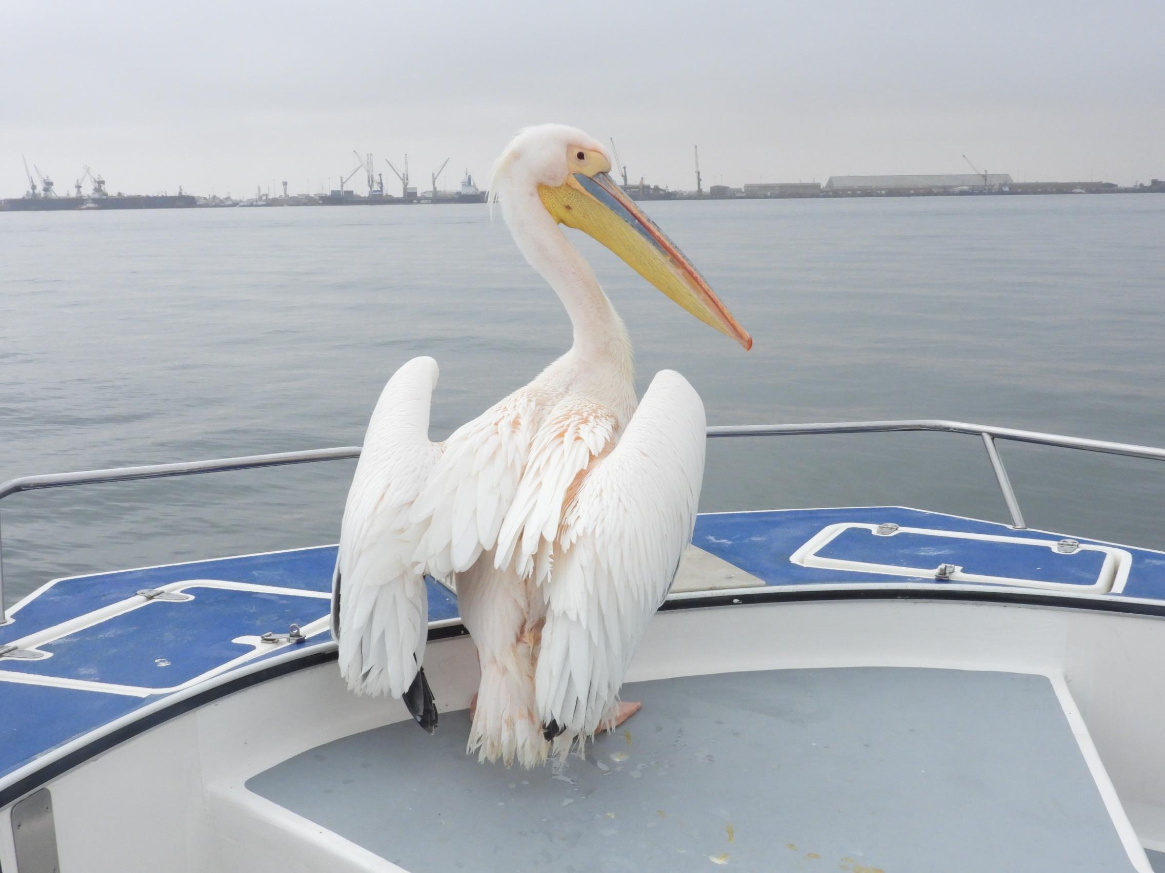 Walvis Bay Catamaran & Sandwich Harbour Dune Safari