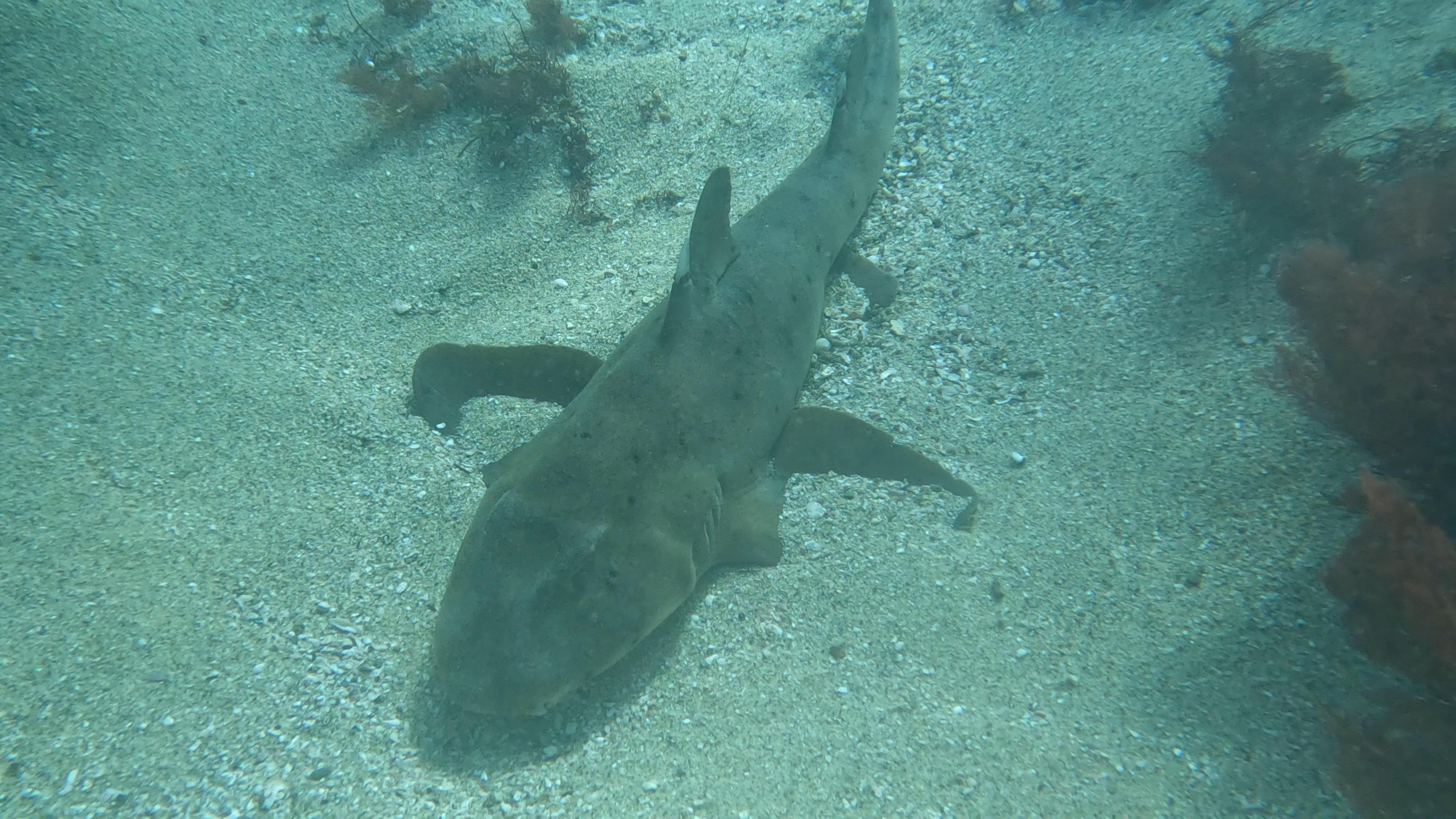 La Jolla Cove Sea Lions & Cave Snorkel Tour - 2026 (Verified Reviews)