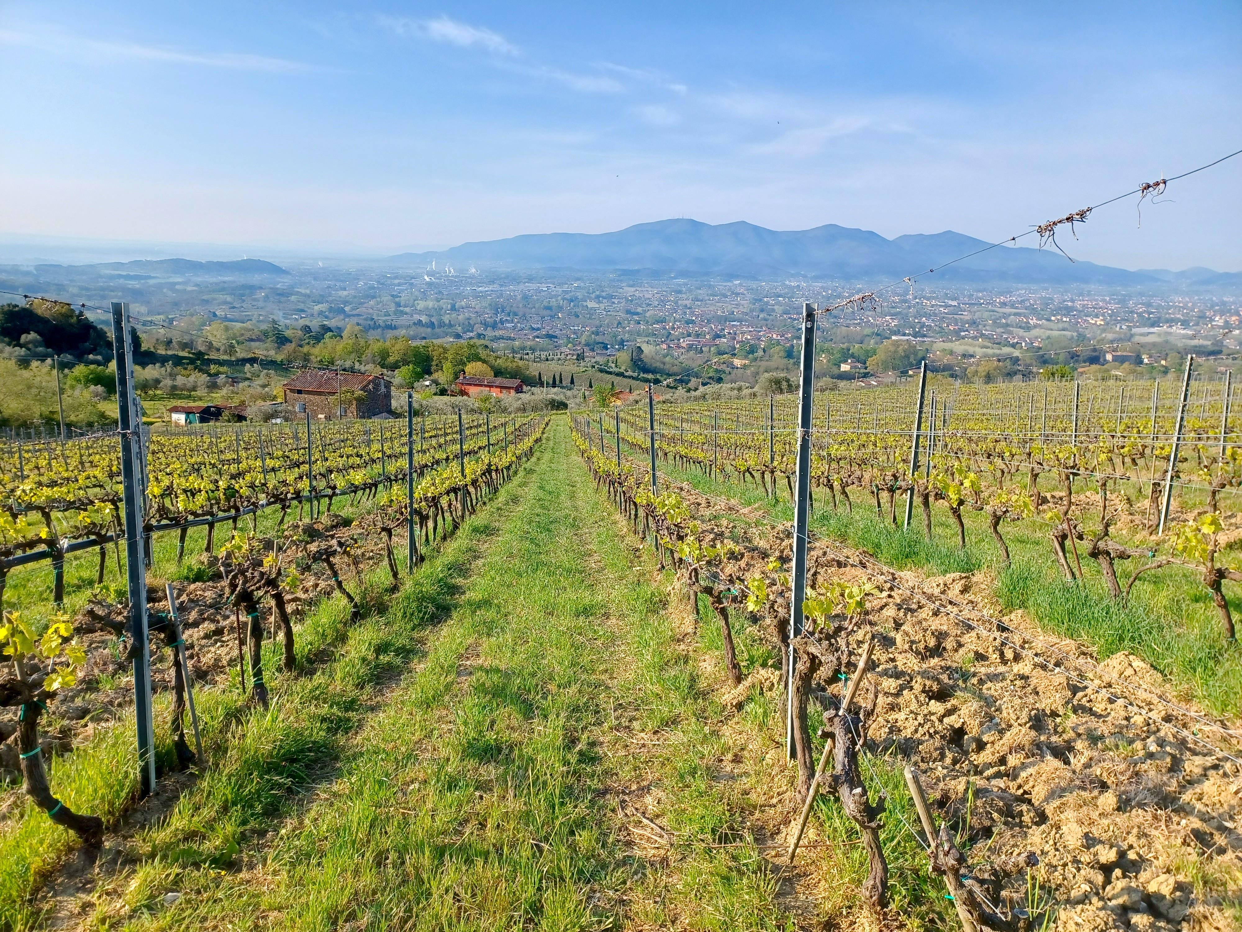 San Pietro Estate Wine & Olive Oil Tasting in Lucca