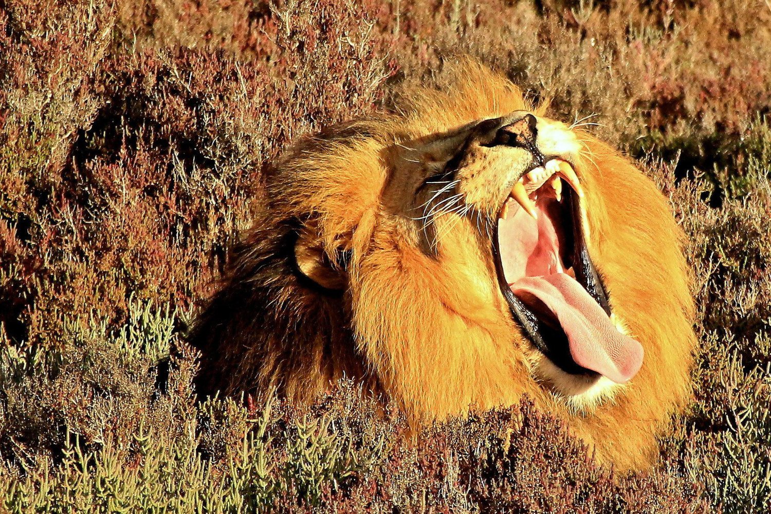 Cape Town to Garden Route: 2-Day Big Five Safari Adventure
