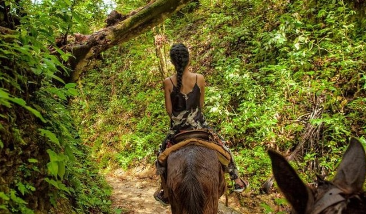 Samana Peninsula: Whale Watching & El Limon Waterfall Adventure