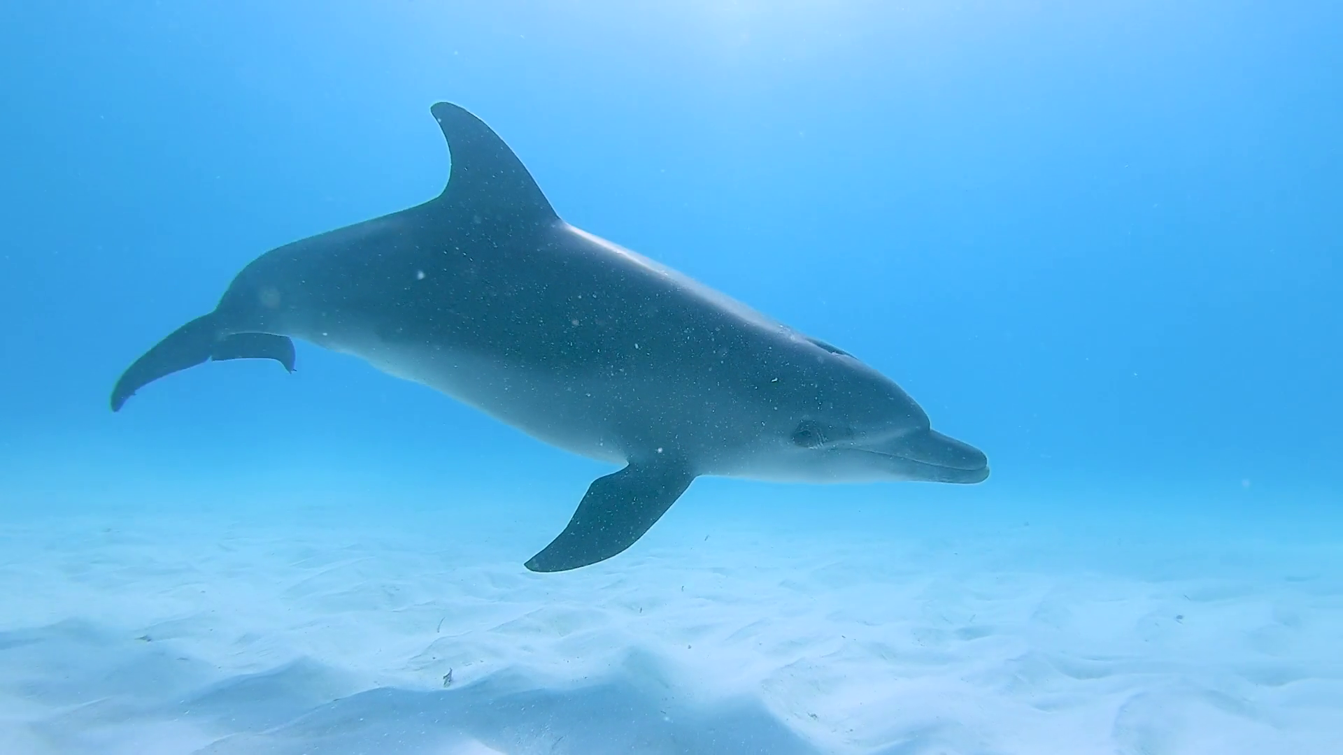 Mnemba Atoll Dolphin & Snorkel Boat Adventure from Kendwa or Nungwi