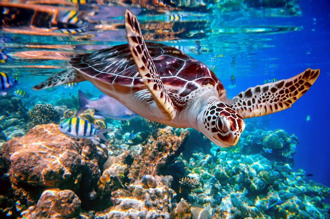 Sharm el-Sheikh: White Island & Ras Mohamed National Park Snorkeling Day Trip