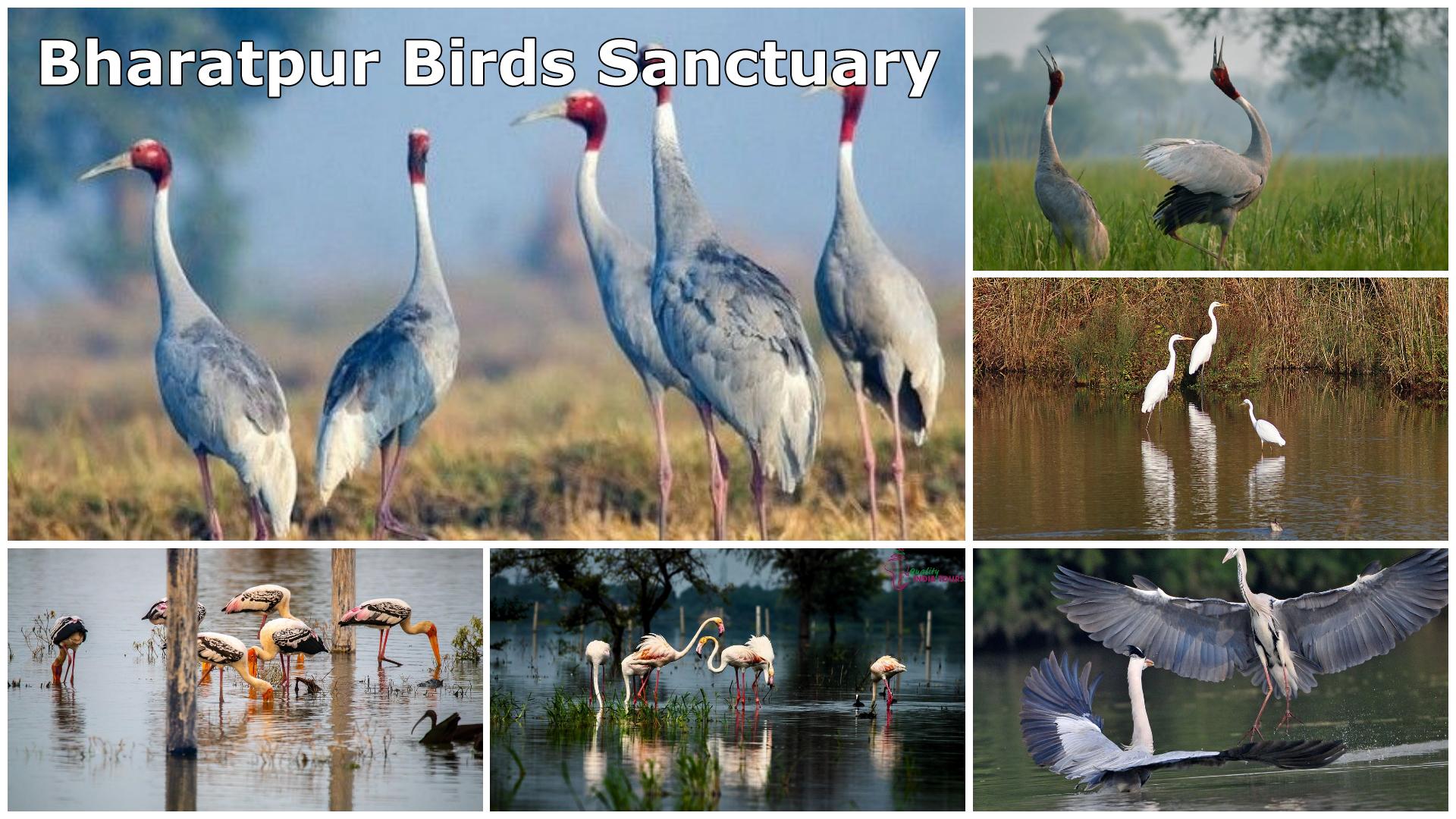 Keoladeo National Park Birdwatching Day Trip from Delhi