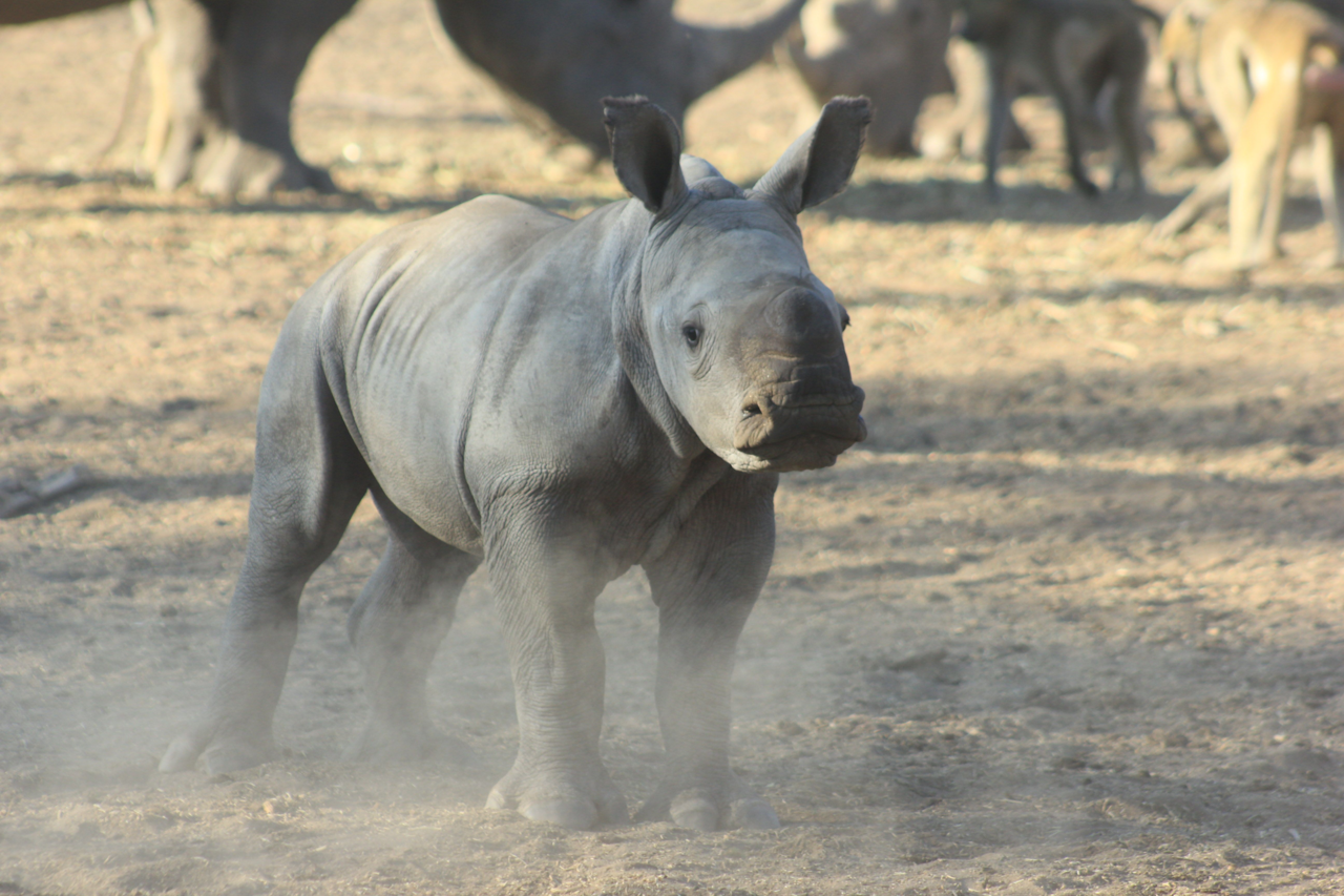 Private White Rhino Tracking Safari