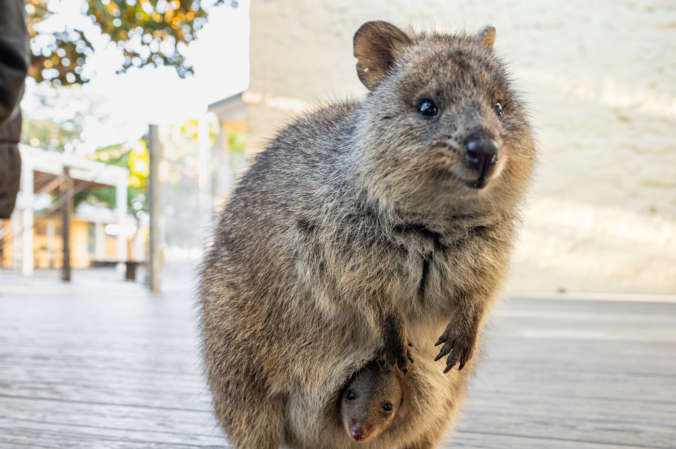 Rottnest Island bike and ferry tour — image 8