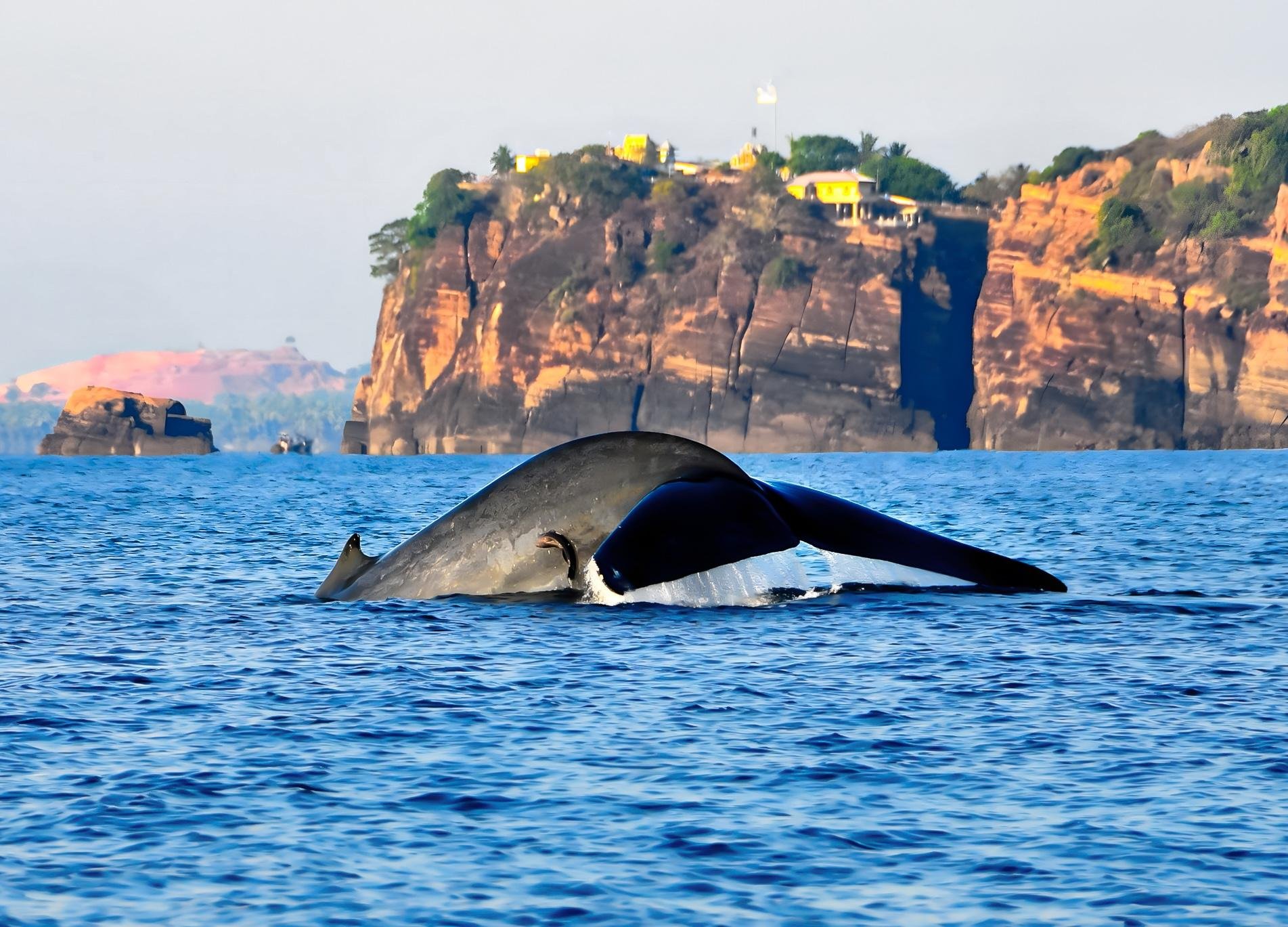 Trincomalee Whale & Dolphin Boat Safari from Pasikuda