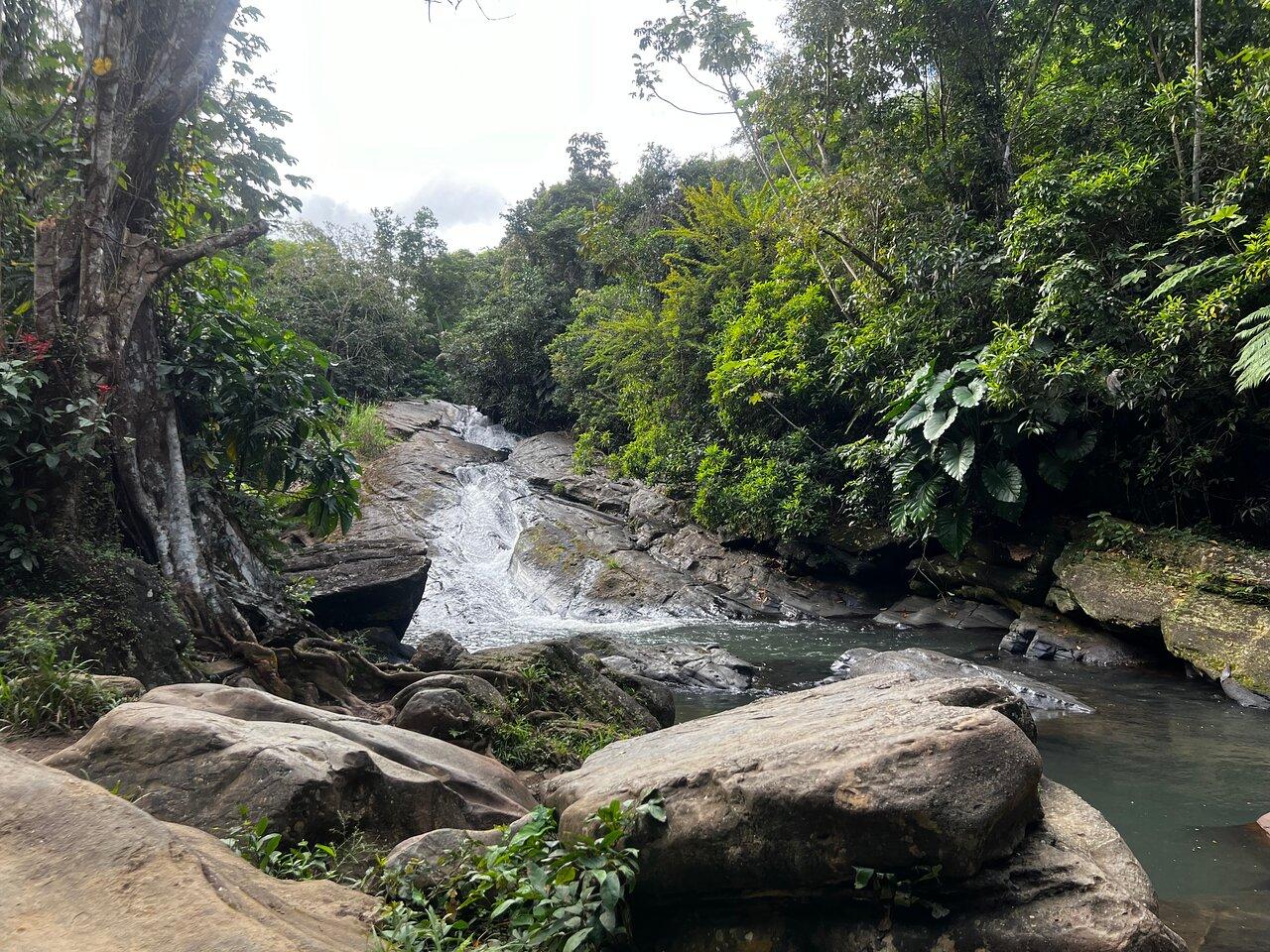 El Yunque Rainforest & Luquillo Beach Adventure