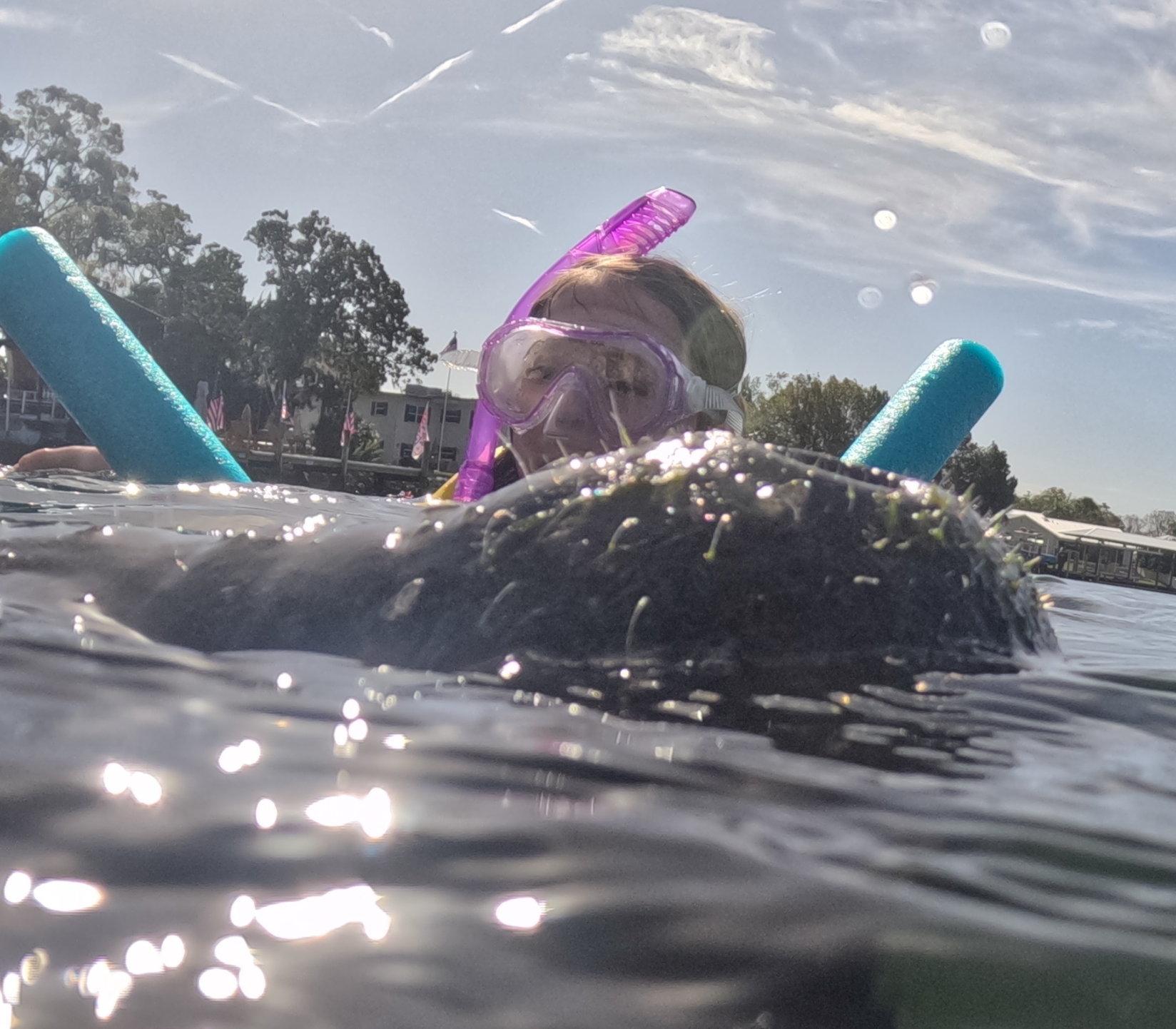 Snorkeler at the surface with a manatee in the foreground
