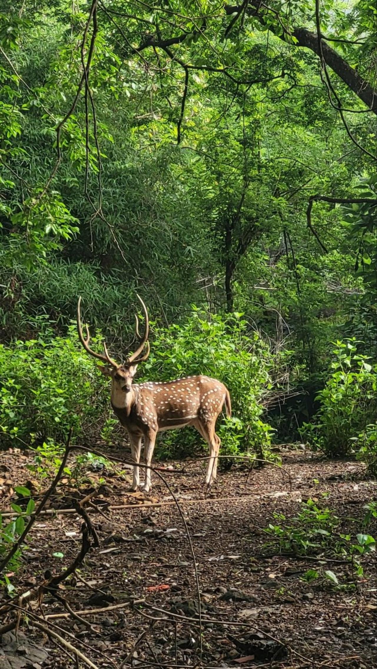 Mumbai Nature & Heritage: Kanheri Caves, Safari & Jain Temple