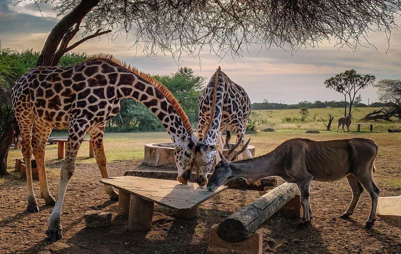 Mombasa Heritage & Nguuni Wildlife Day Tour