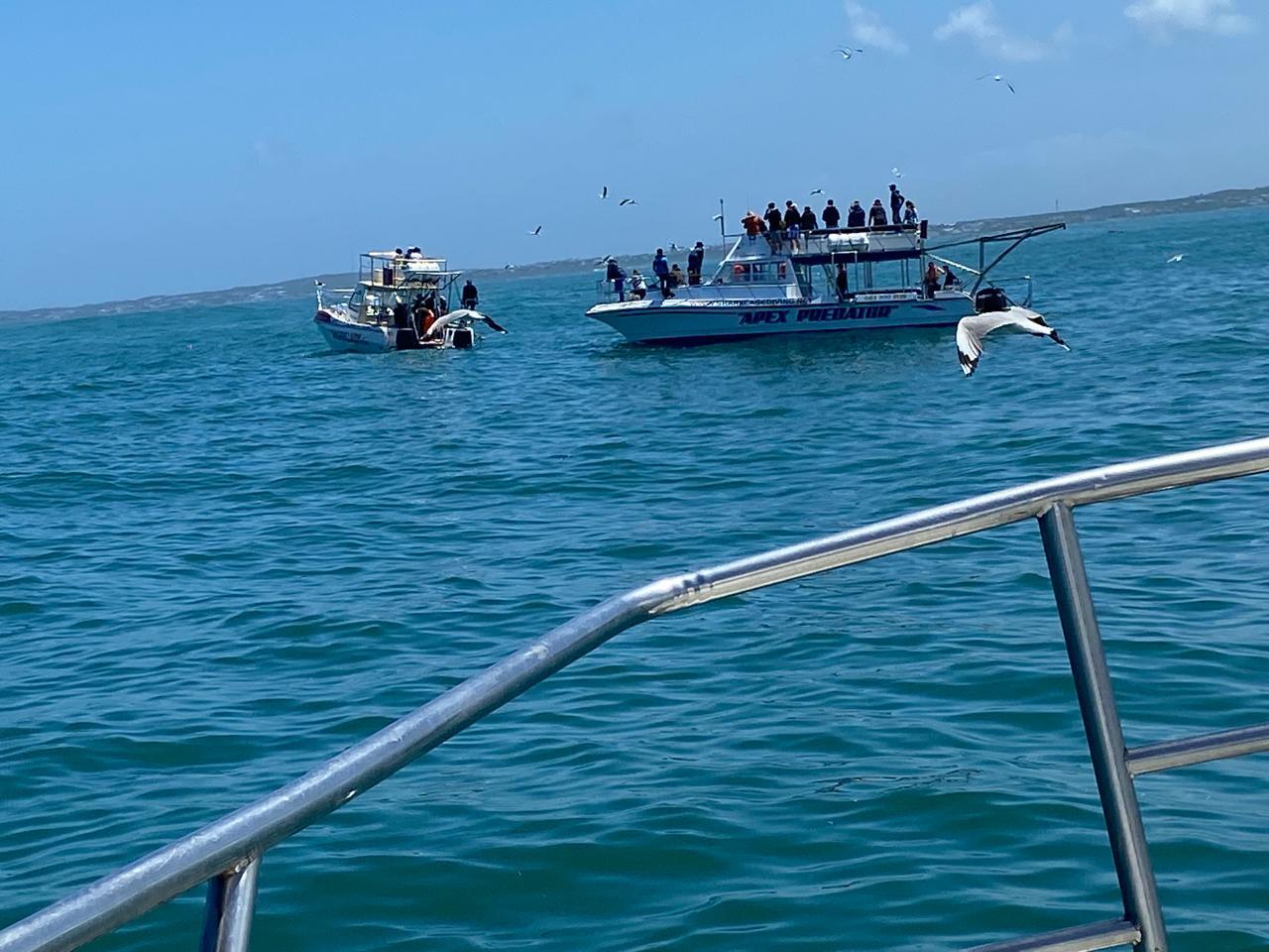 Private Shark Cage Diving Day Tour from Cape Town