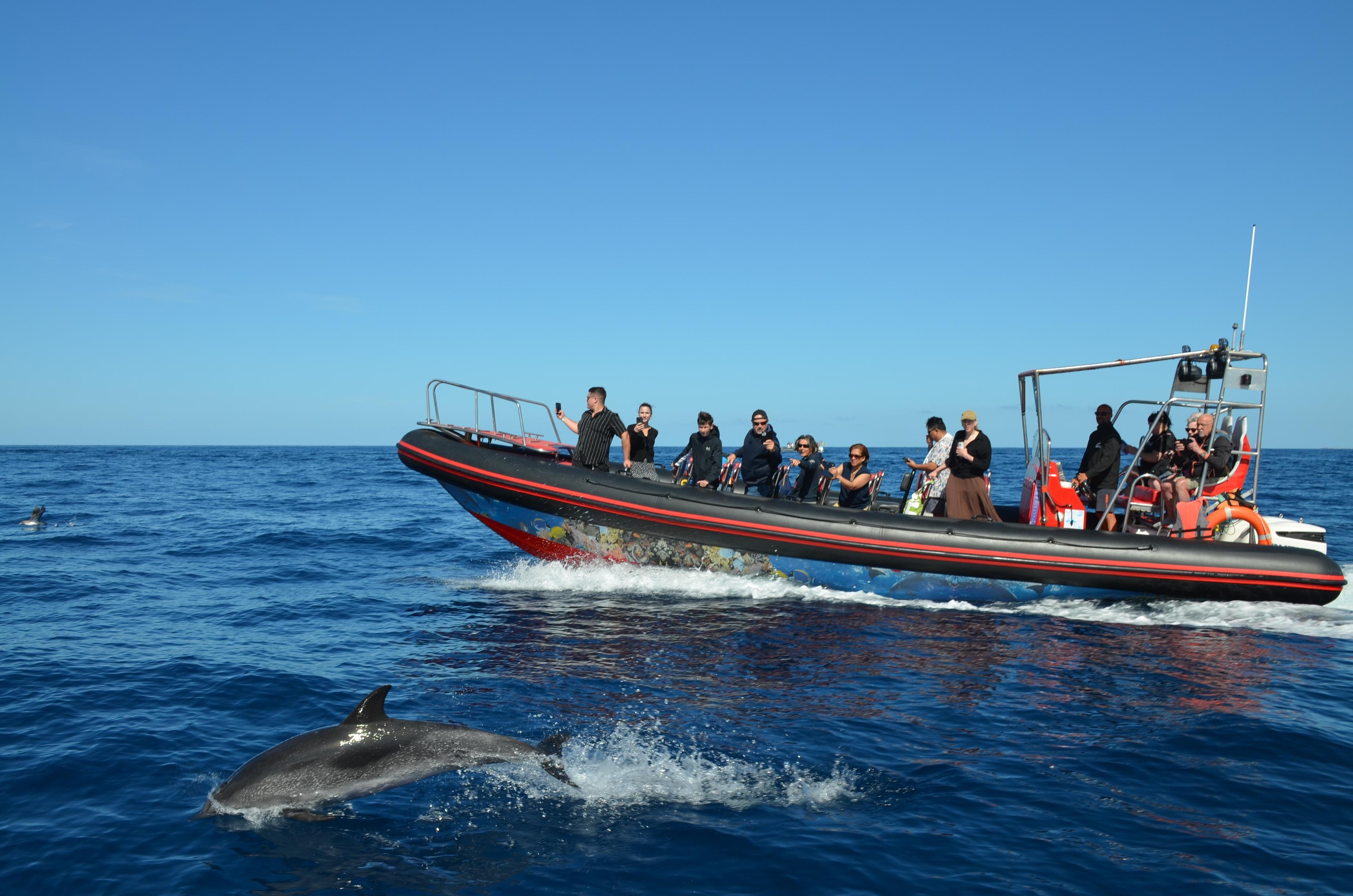 Atlantic Whale & Dolphin Safari with Snorkeling