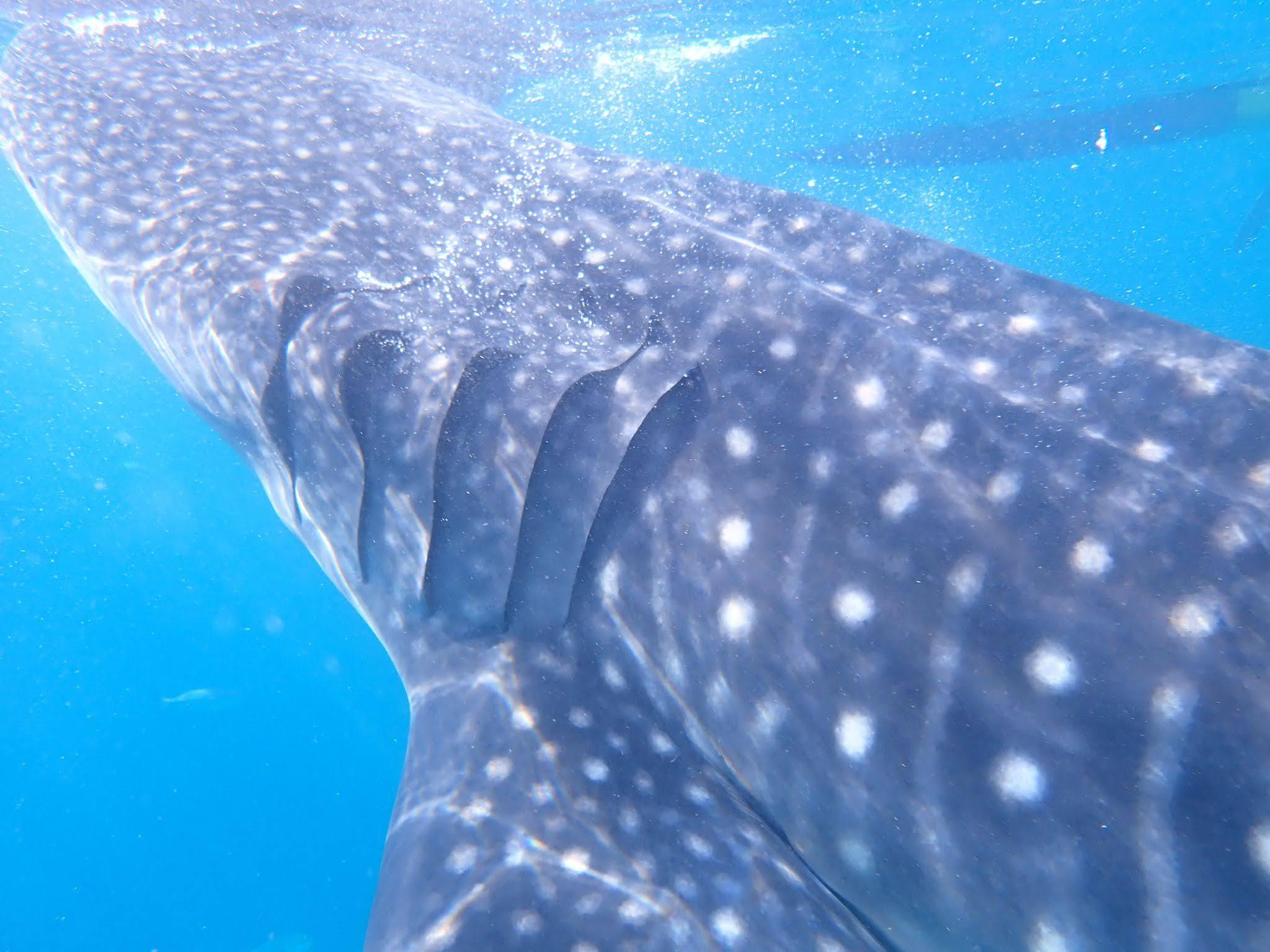 Cebu 2-Day Private Southern Tour: Moalboal & Oslob