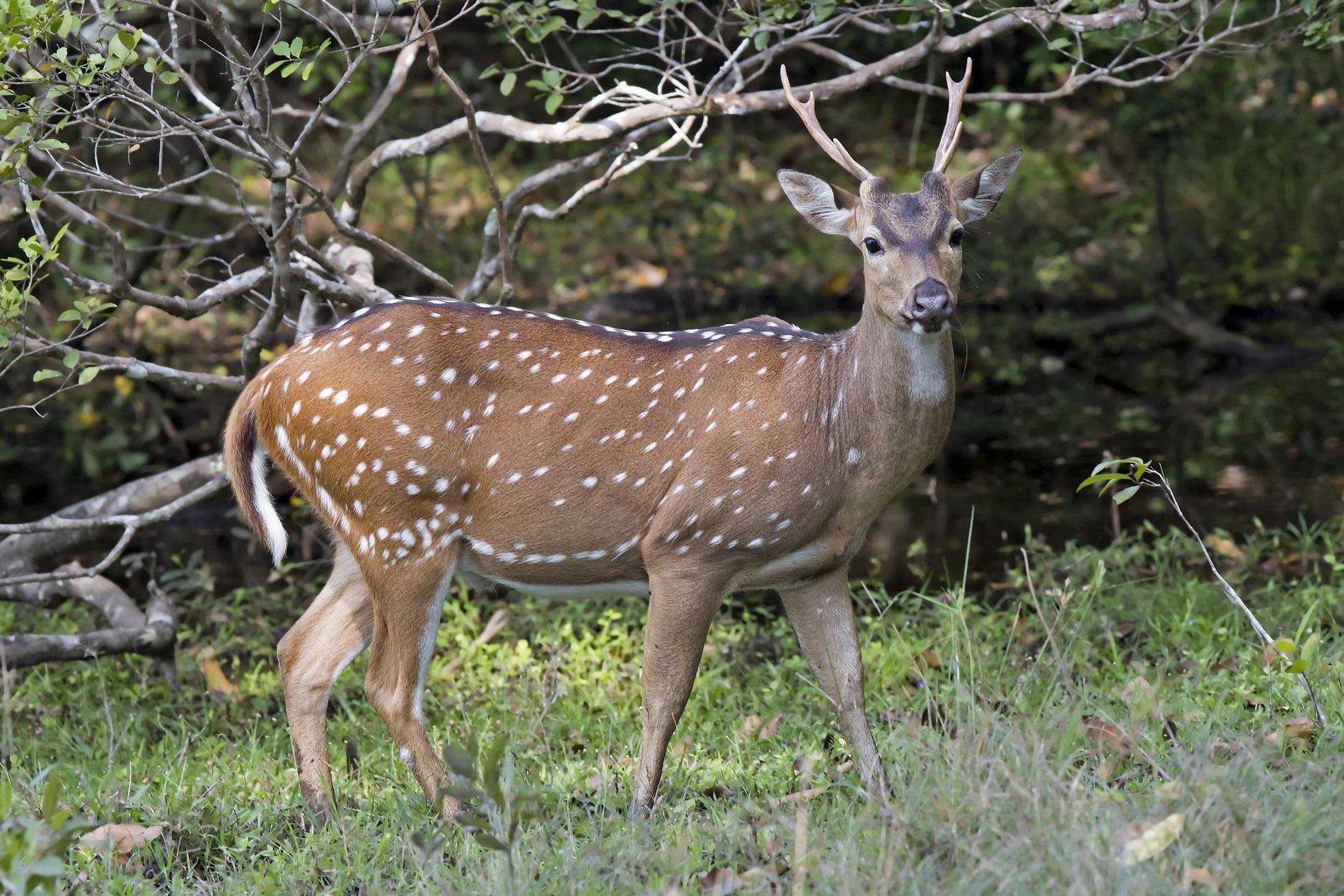 Private Wilpattu National Park Safari