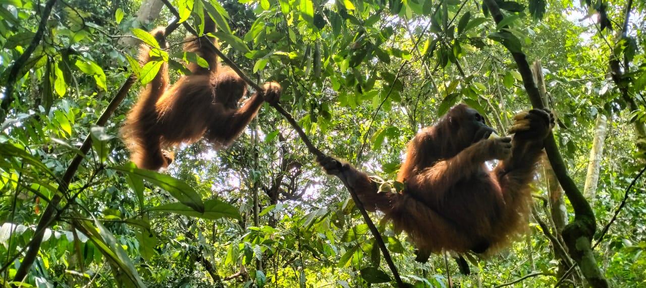 Bukit Lawang Jungle Trek with Overnight Rainforest Camping