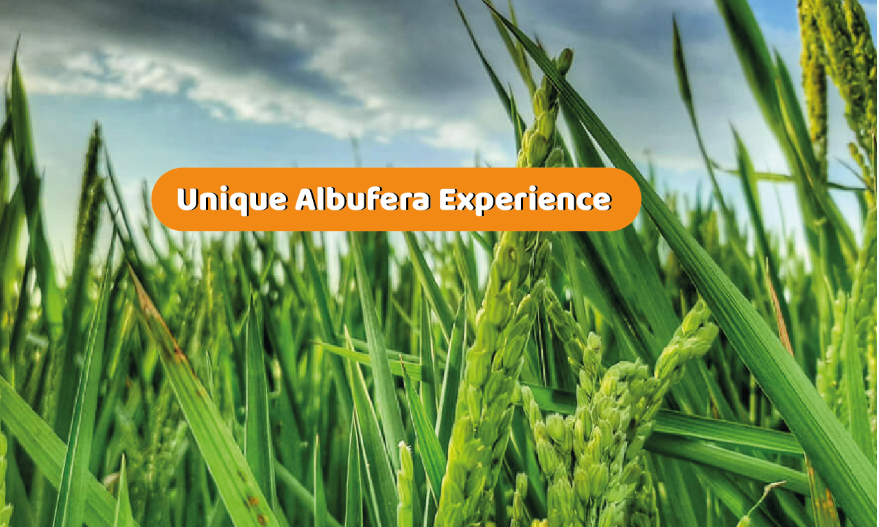 Albufera Natural Park Eco-Tour and Sunset Cruise from Valencia