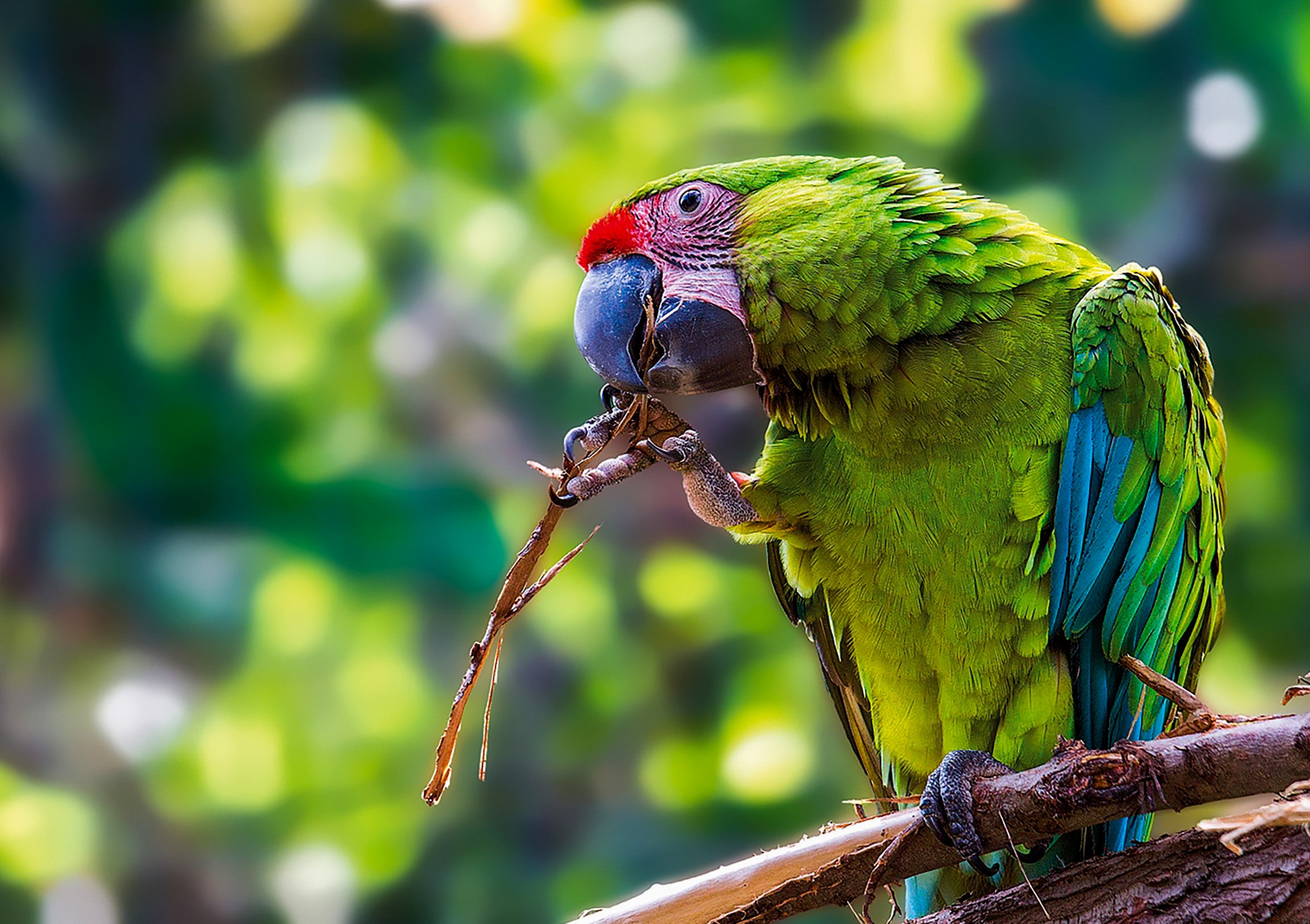 Loro Parque Tenerife Official Entry Ticket