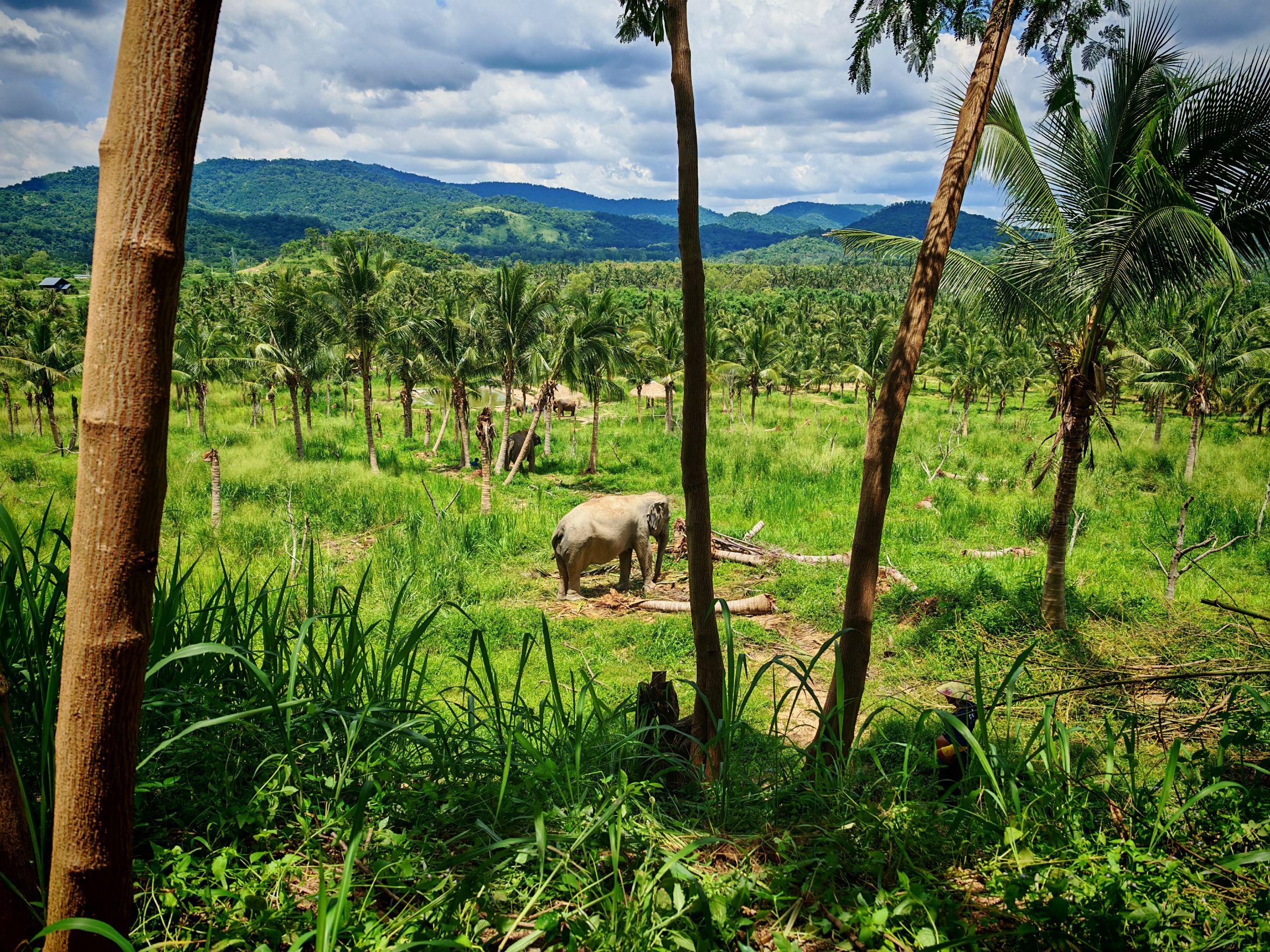 Bangkok: Living Green Elephant Sanctuary Day Trip