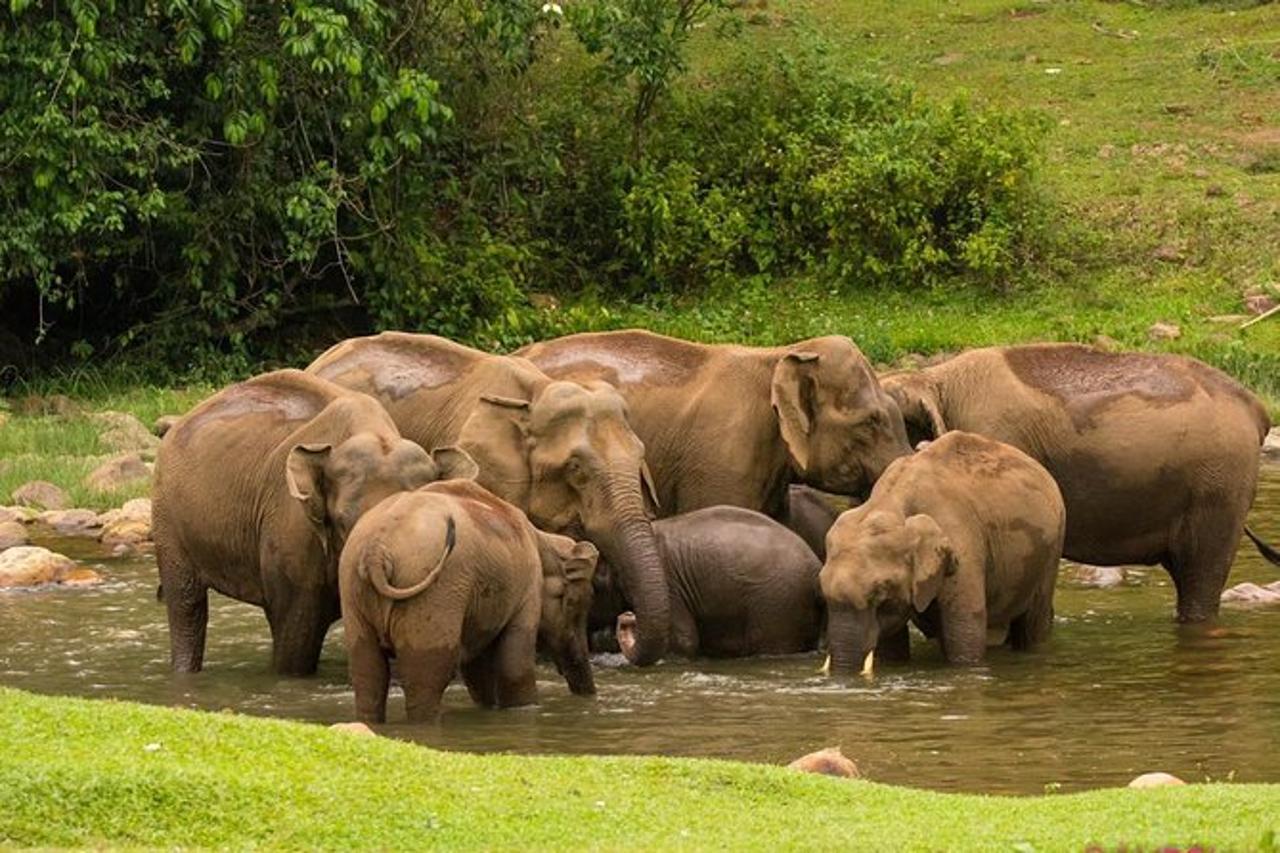 Munnar Wild Elephant Jeep Safari & Waterfall Tour