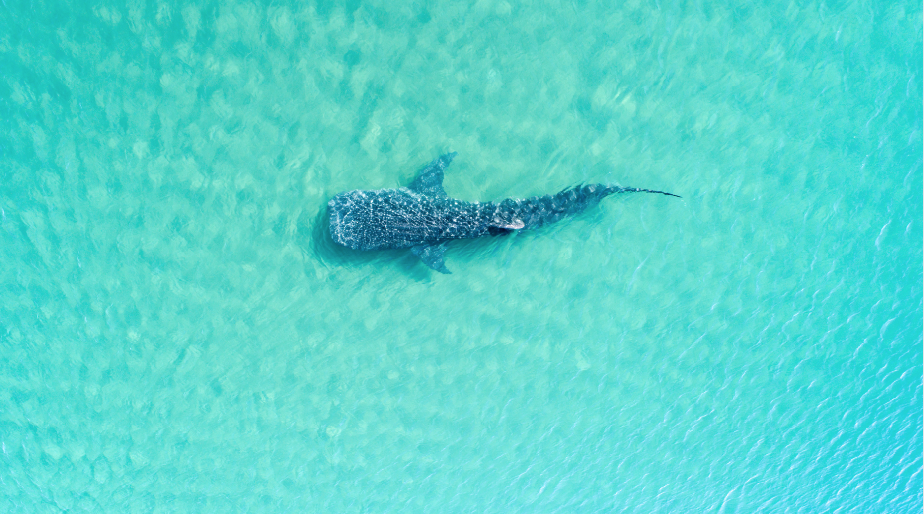 La Paz Whale Shark Snorkeling Adventure
