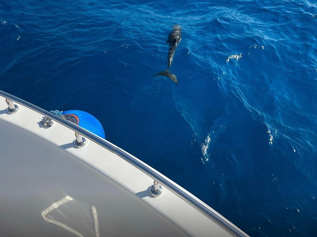 Ras Mohammed & White Island Cruise from Sharm El Sheikh