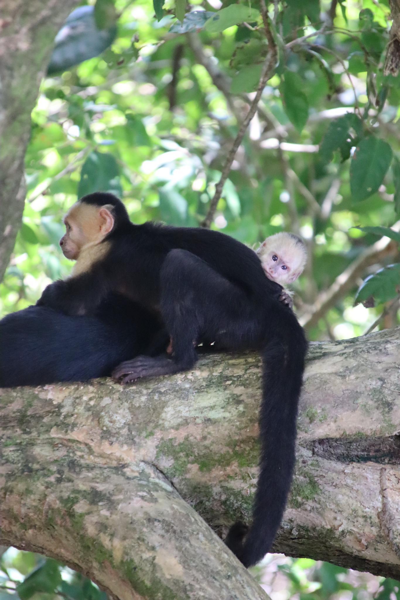 Manuel Antonio National Park: Expert-Guided Wildlife Hike