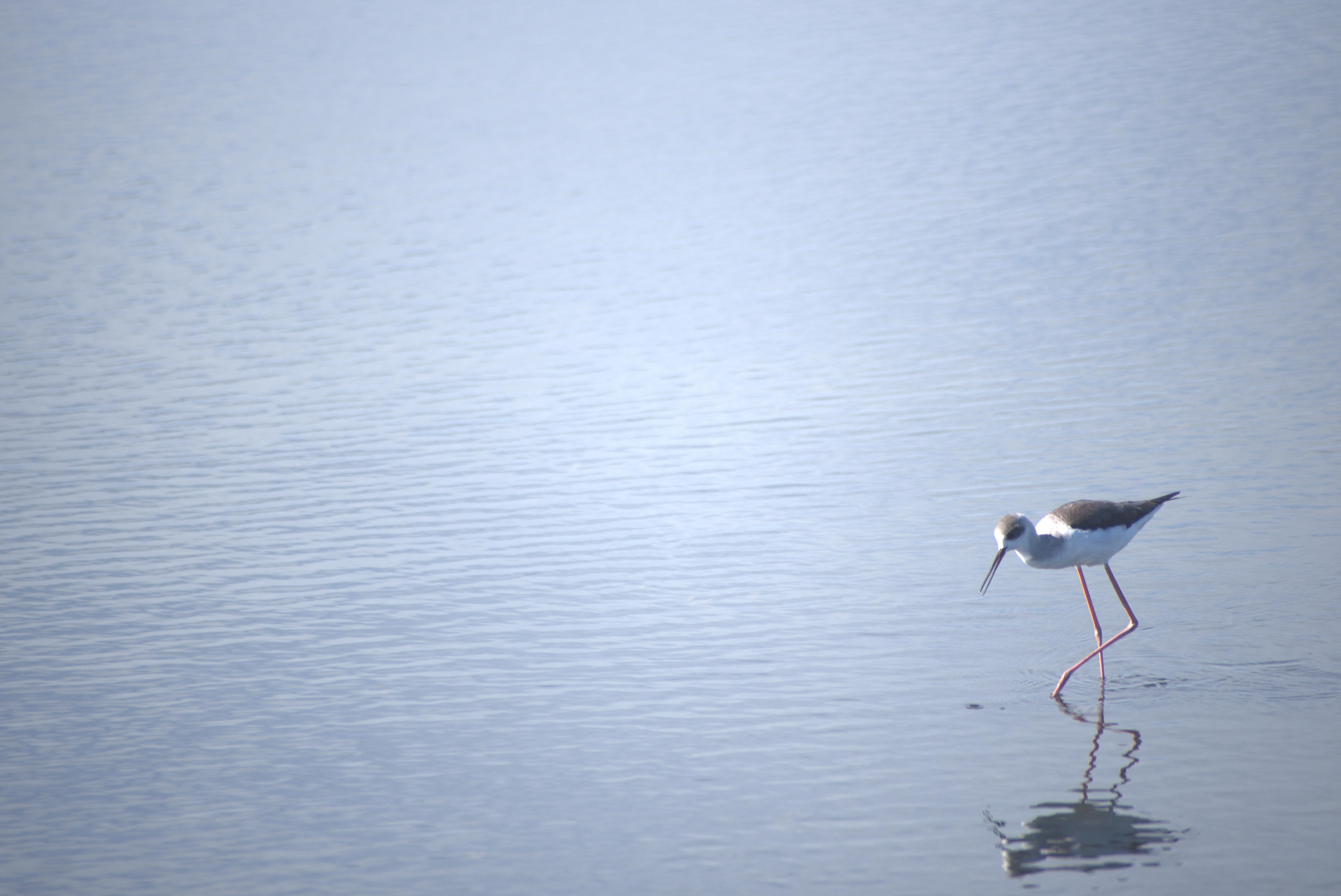 Faro: Ria Formosa Birdwatching Tour with Biologist Guide