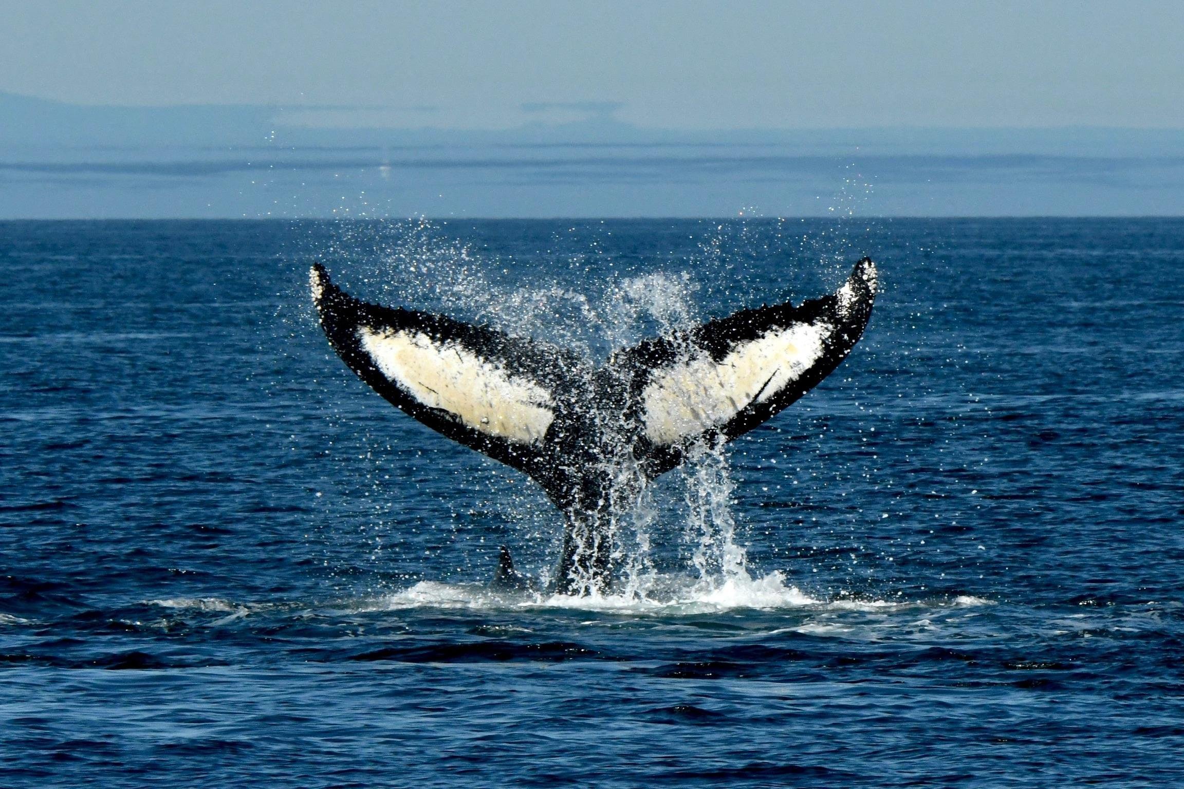 Anacortes Zodiac Whale Watching Expedition