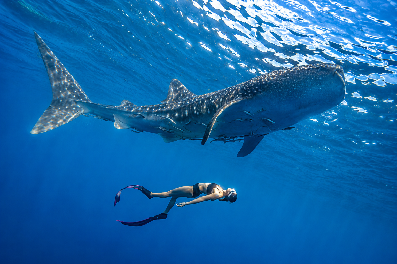 3-Day Whale Shark Encounter & Snorkel Experience