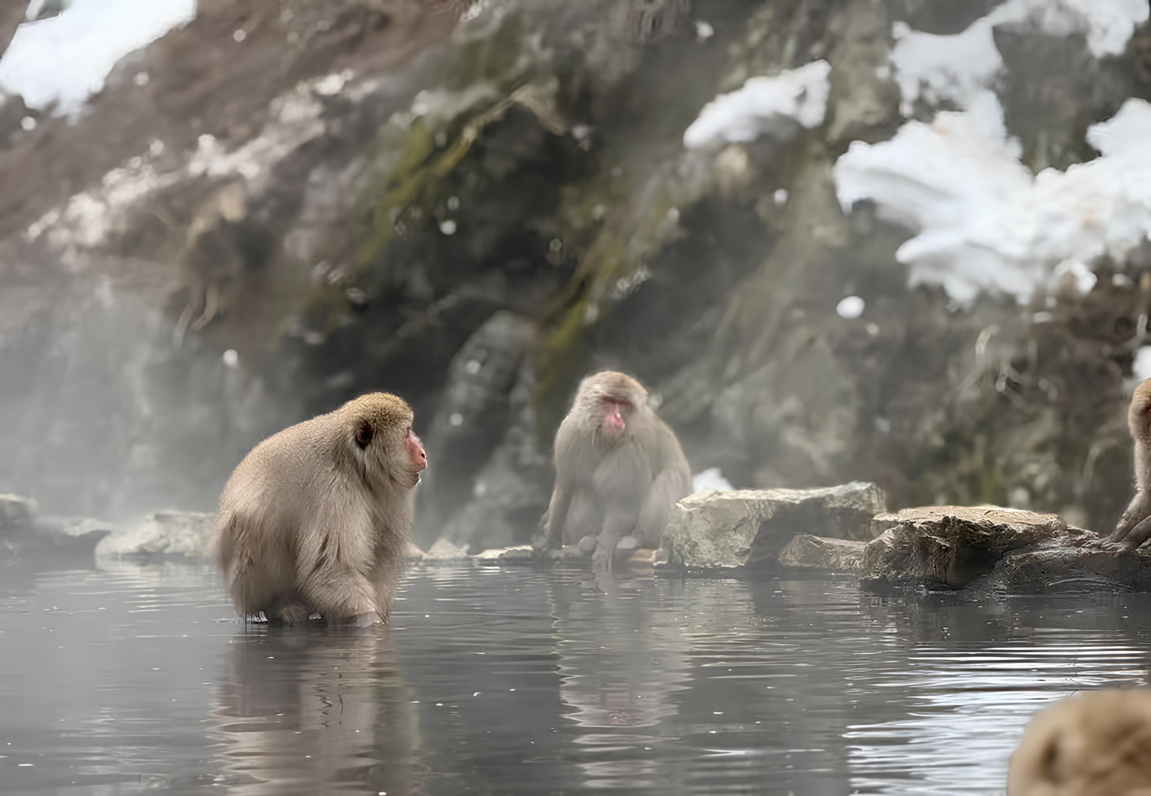 Tokyo to Nagano: Private Snow Monkeys & Zenko-ji Day Trip