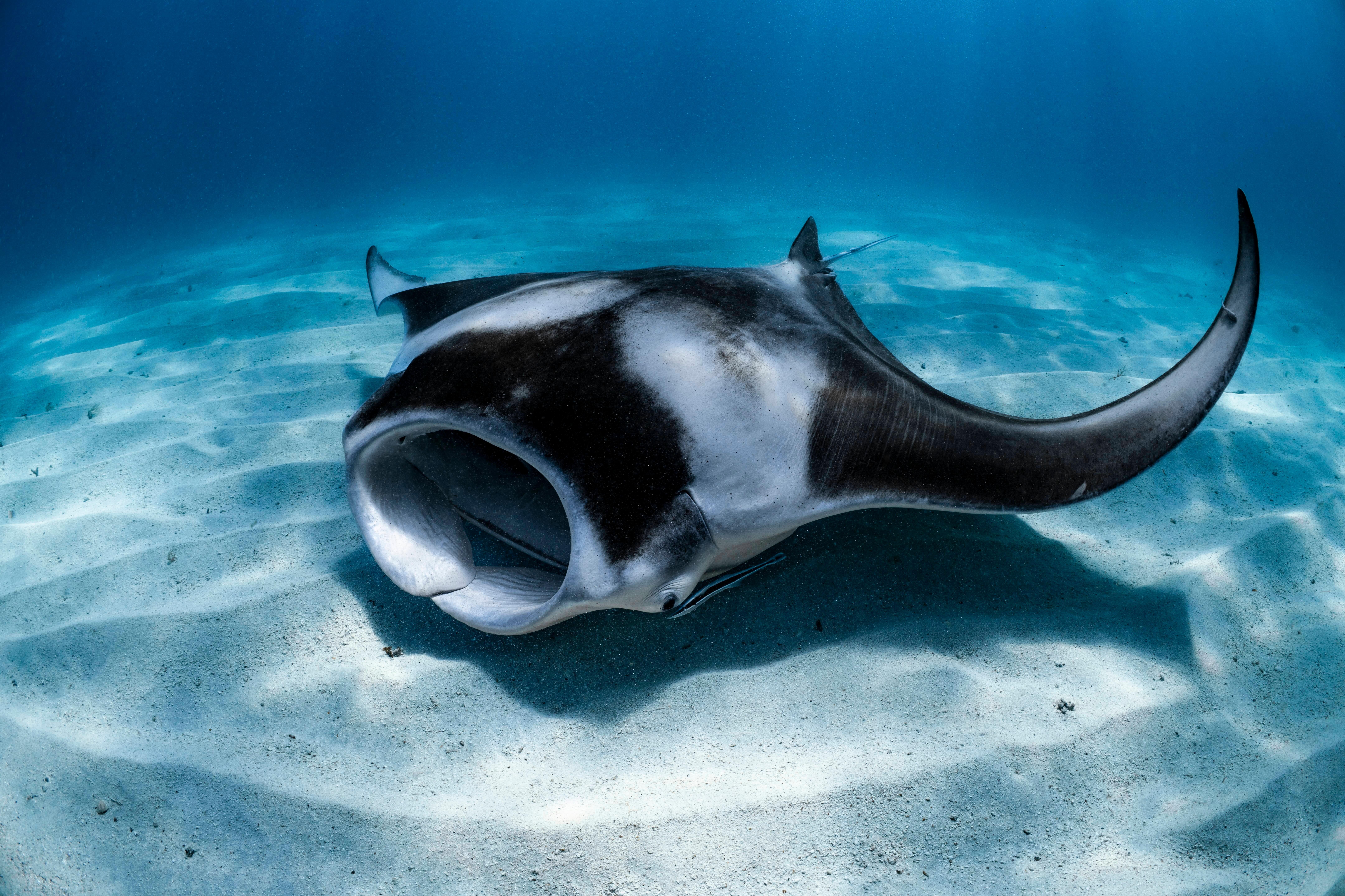Coral Bay Manta Ray Snorkel Cruise from Exmouth