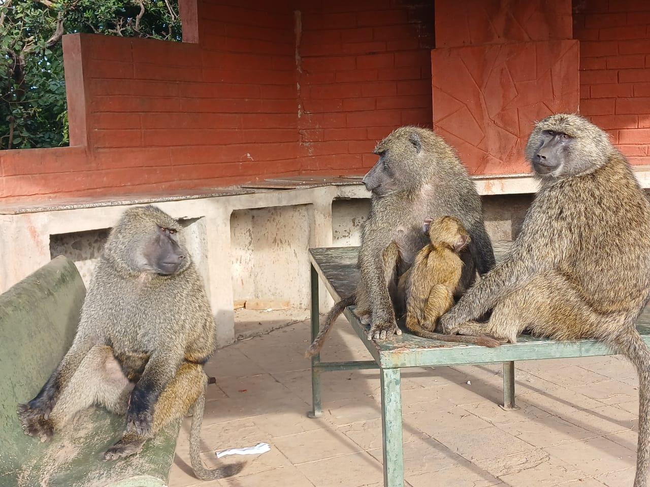 Nairobi Safari: National Park, Elephant Orphanage & Giraffe Center