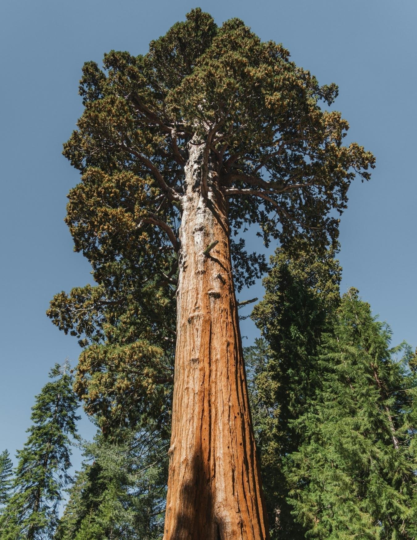 2-Day Private Sequoia & Kings Canyon Adventure from Los Angeles