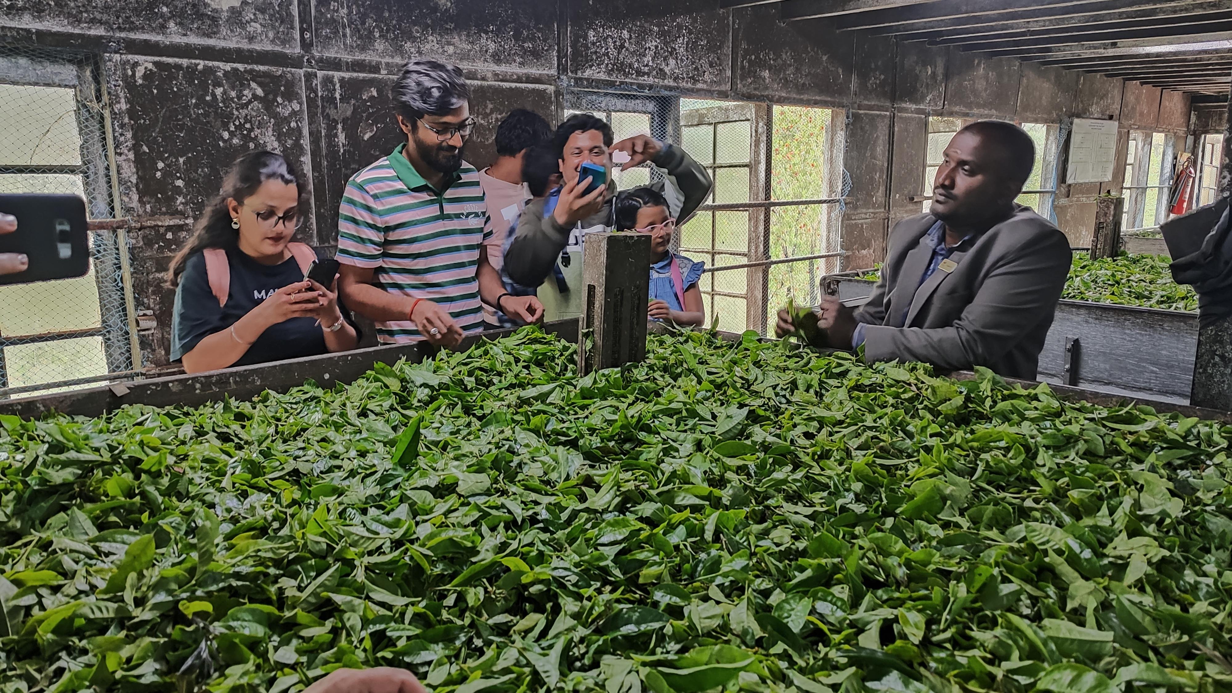 Munnar Guided Tea Plantation, Factory & Tasting Tour