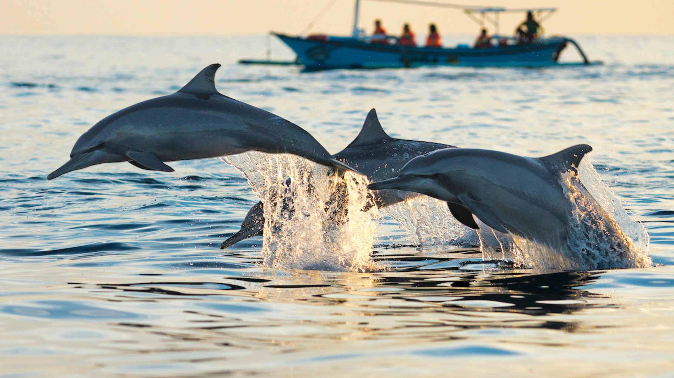 Trincomalee Marine Adventure: Dolphin Watching, Whale Spotting & Reef Snorkeling