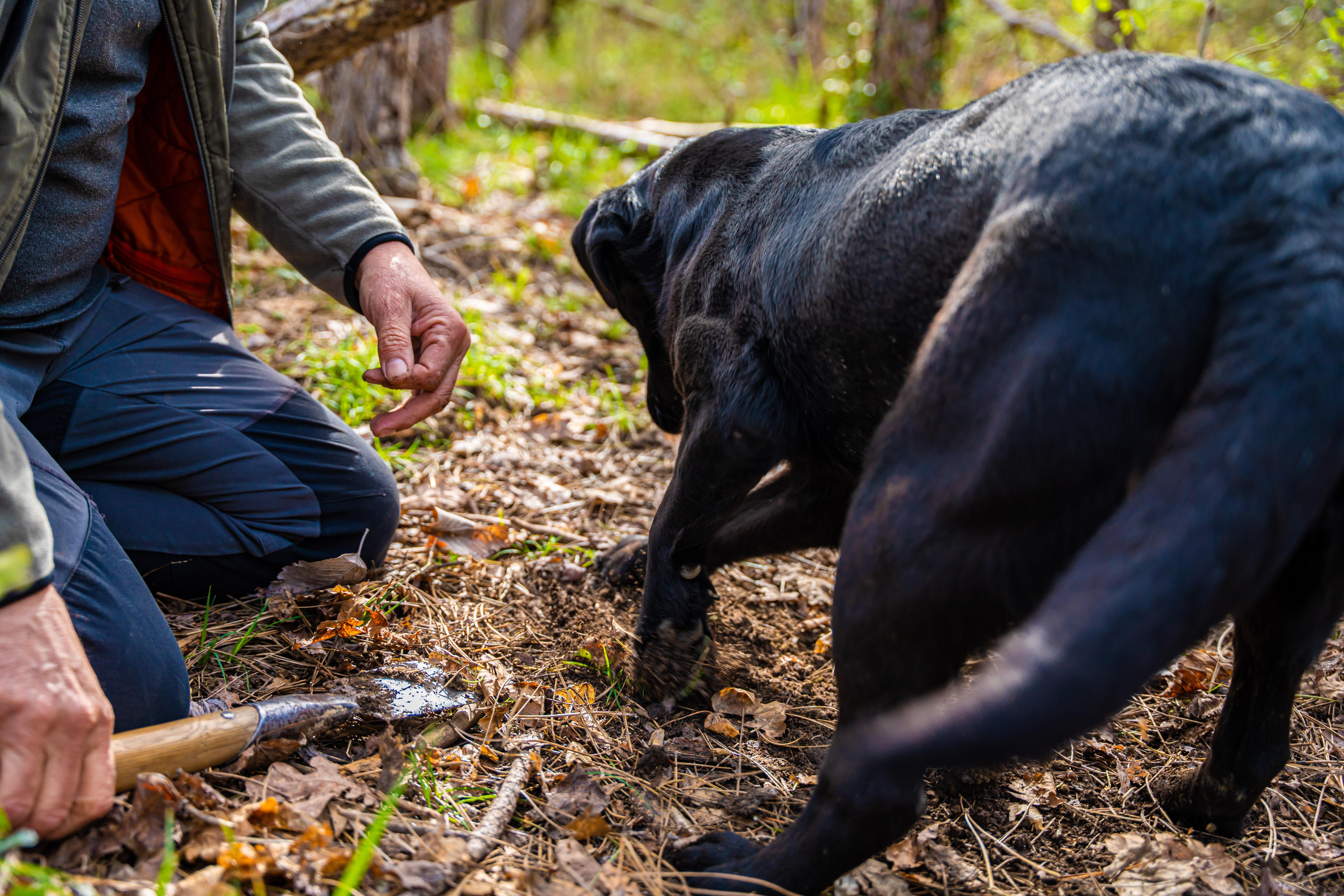 Truffle Hunt & Estate Brunch in Motovun Forest