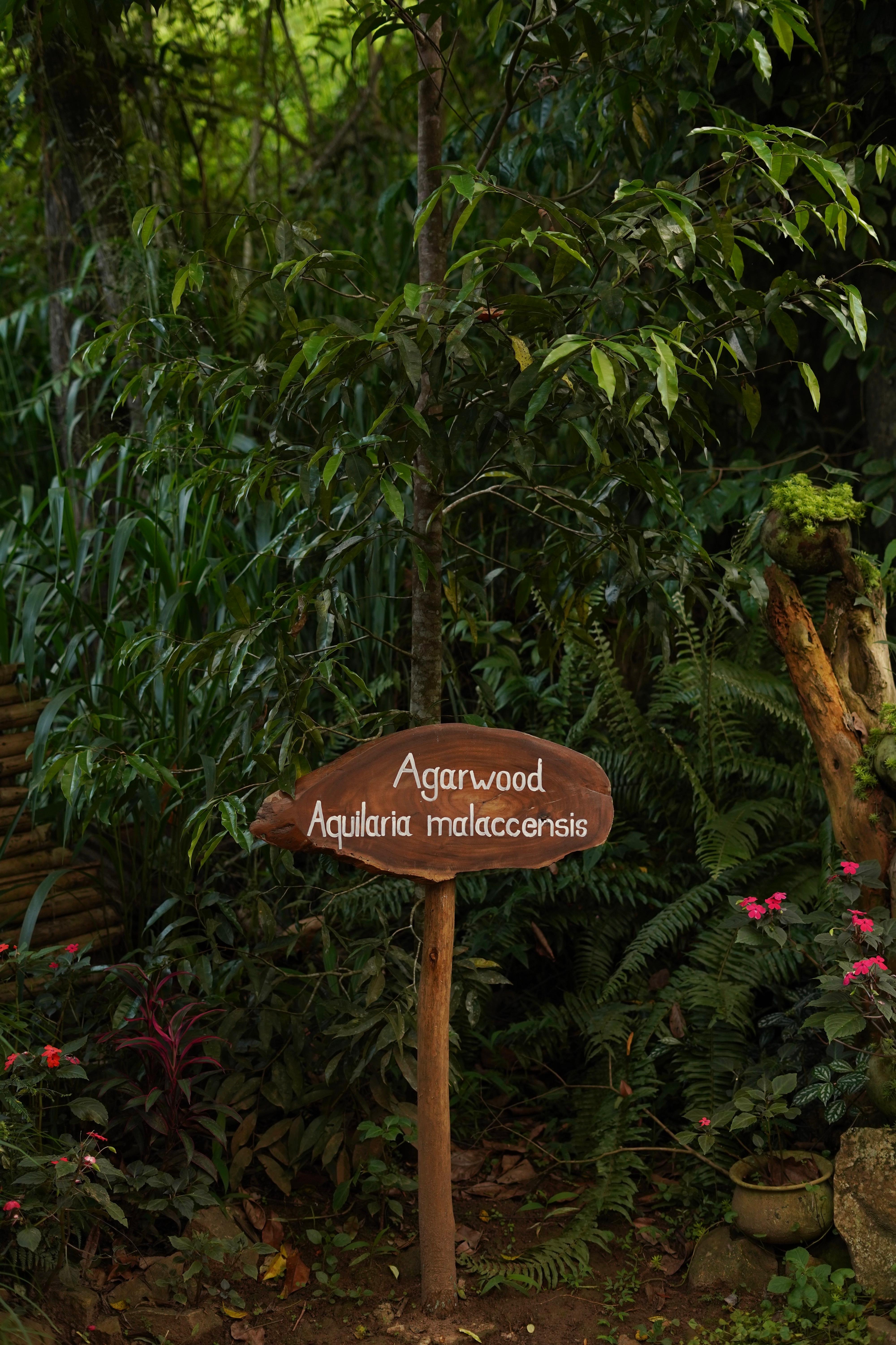Ella Spice Garden Tour & Authentic Cooking Class