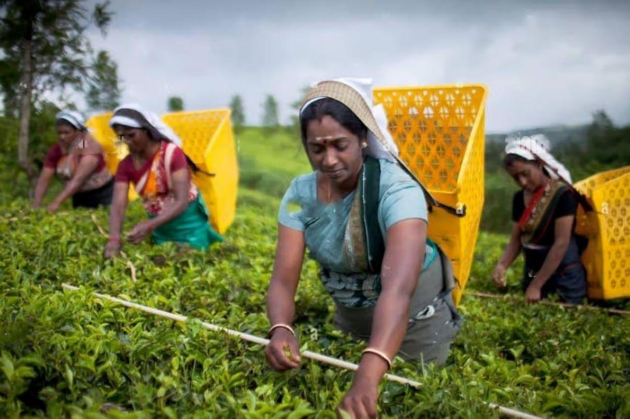 Kandy, Pinnawala & Tea Country Full-Day Excursion