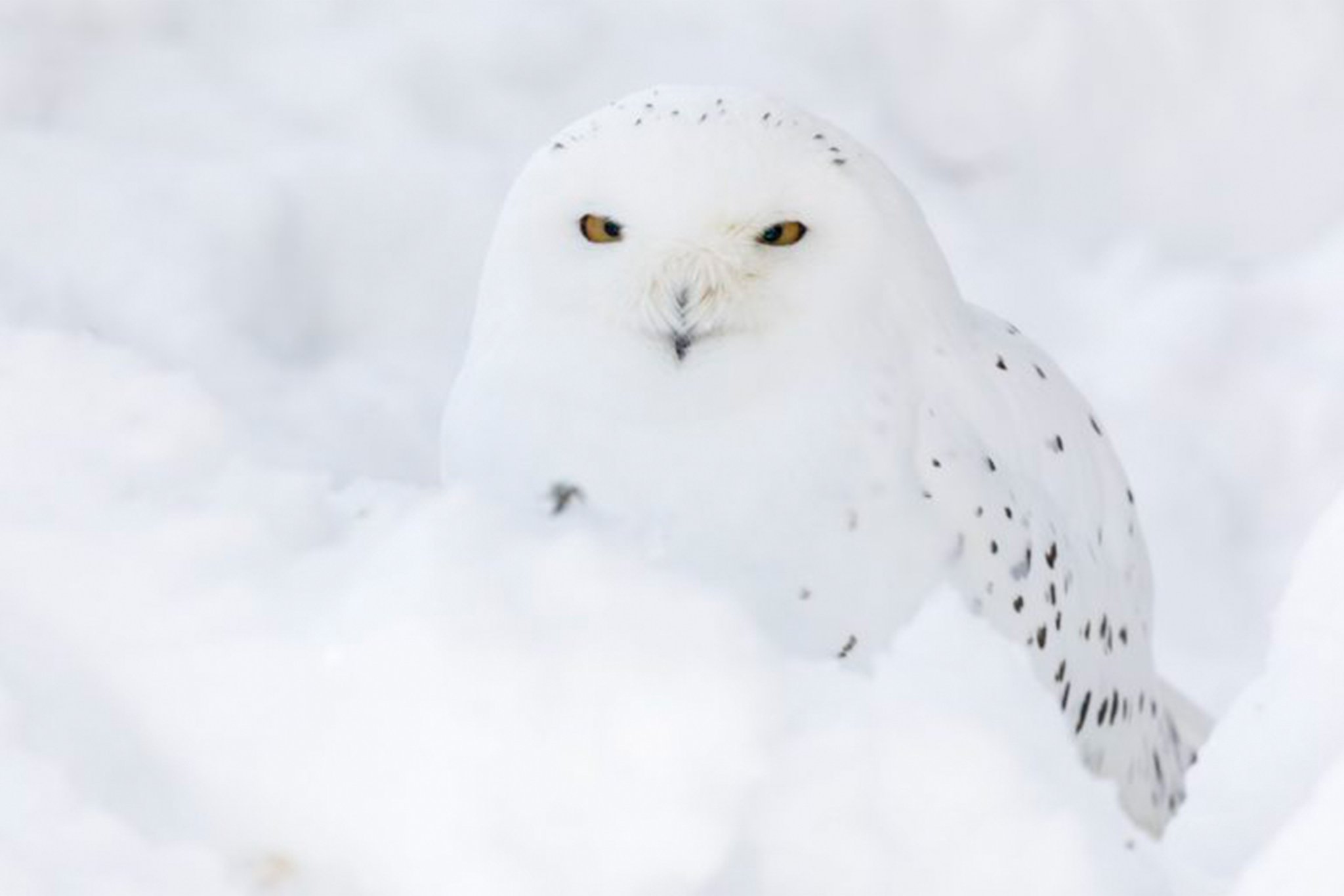 Ranua Arctic Zoo Day Trip with Guided Transfer & Lunch from Rovaniemi