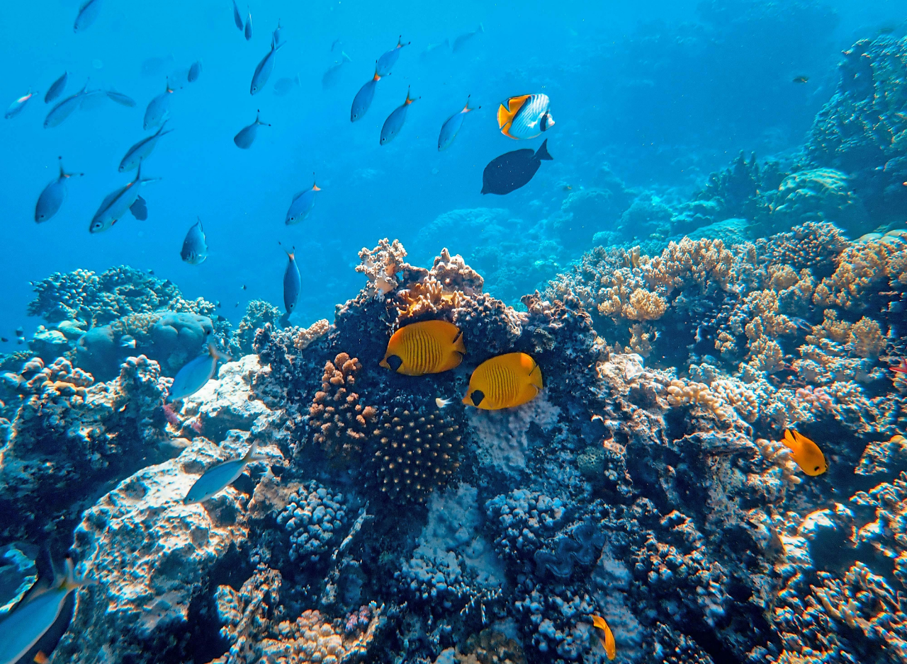 Zanzibar Dolphin Swim & Coral Reef Snorkel – Wildlife-First Half-Day Tour