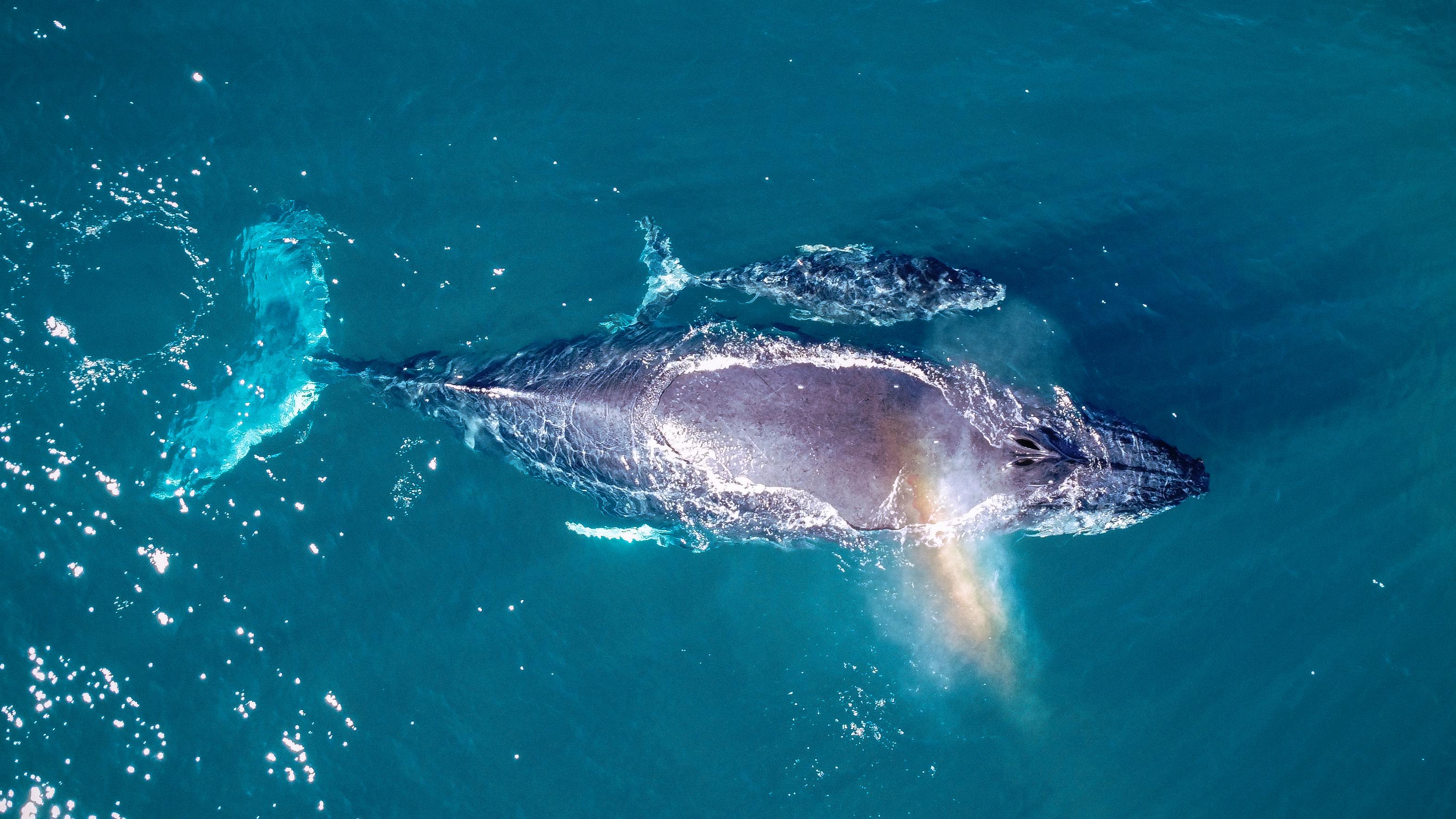 Cabo San Lucas: Luxury Catamaran Whale Watching