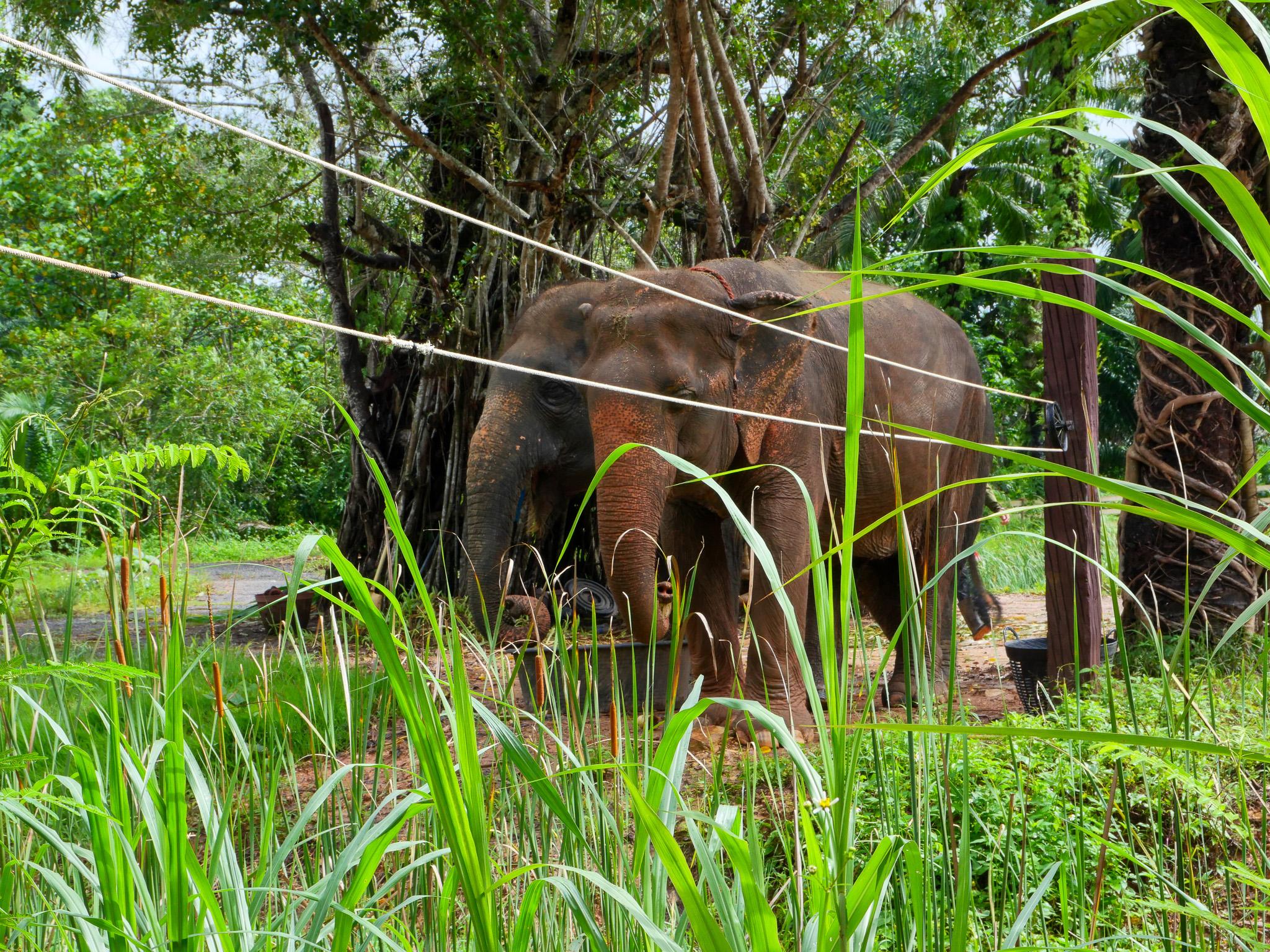Krabi Ethical Elephant Sanctuary: Observe, Feed & Walk (No Touching)