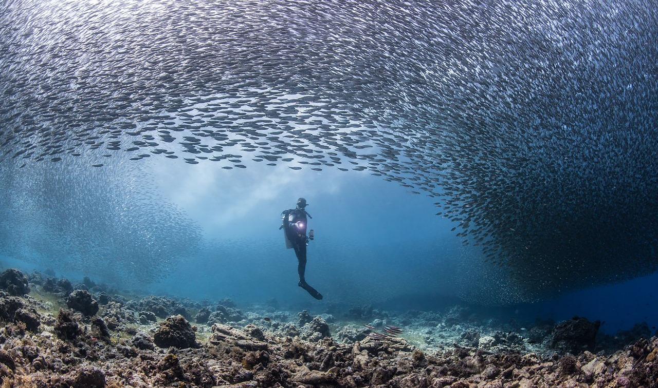Ras Mohammed Luxury Dive Cruise from Sharm El Sheikh with Lunch