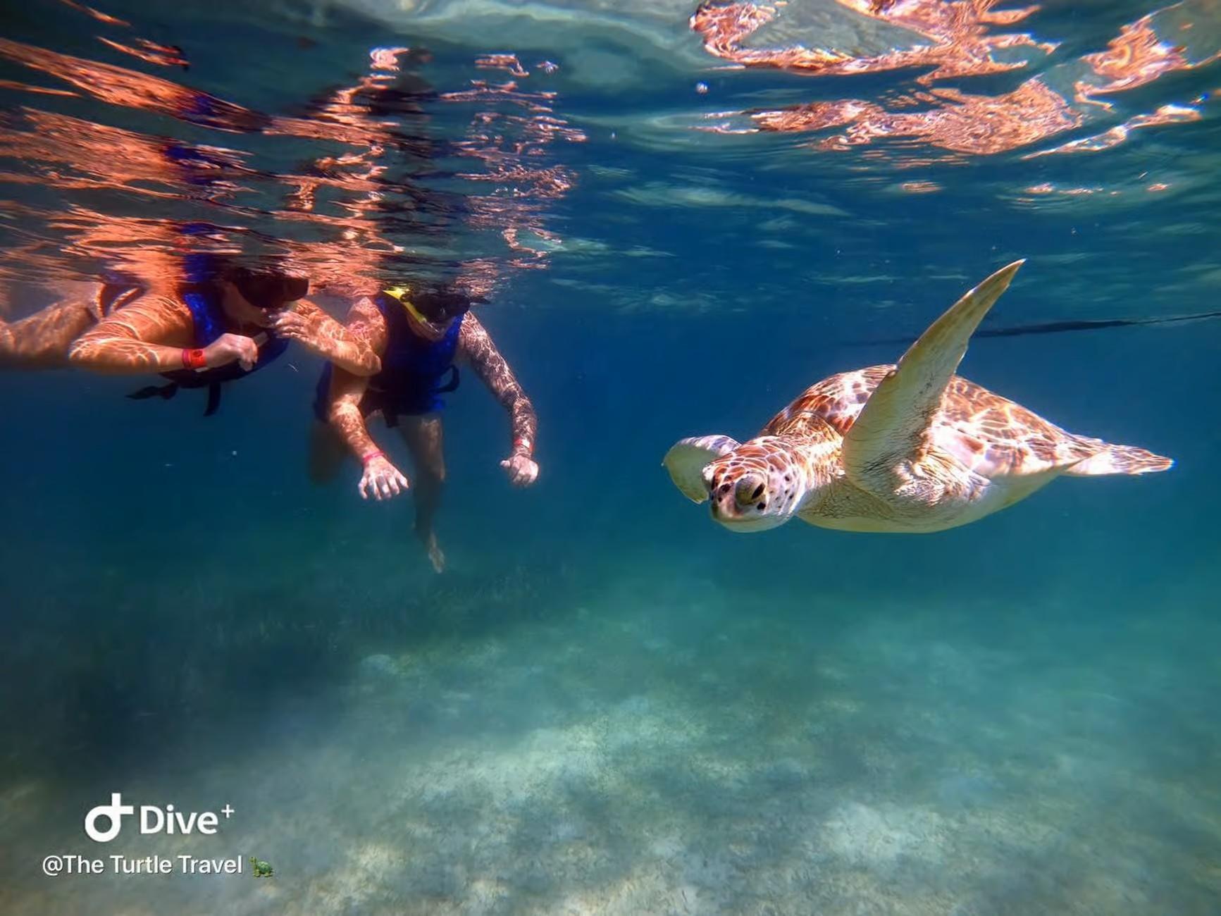 Akumal Eco Turtle Snorkel with Private Beach Access