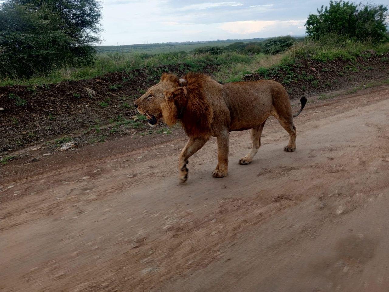 Nairobi Safari: National Park, Elephant Orphanage & Giraffe Center