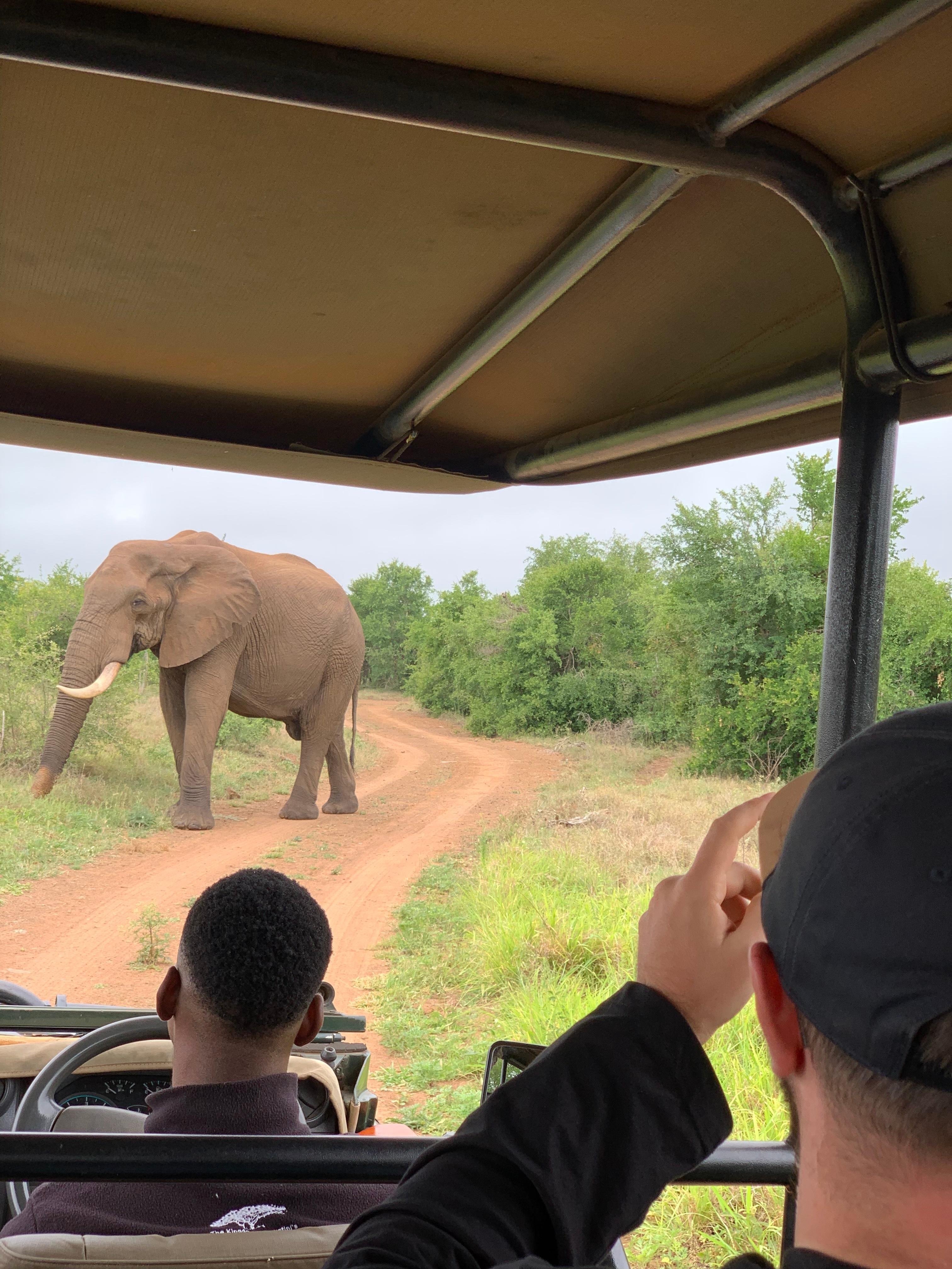 Hlane National Park Safari from Maputo