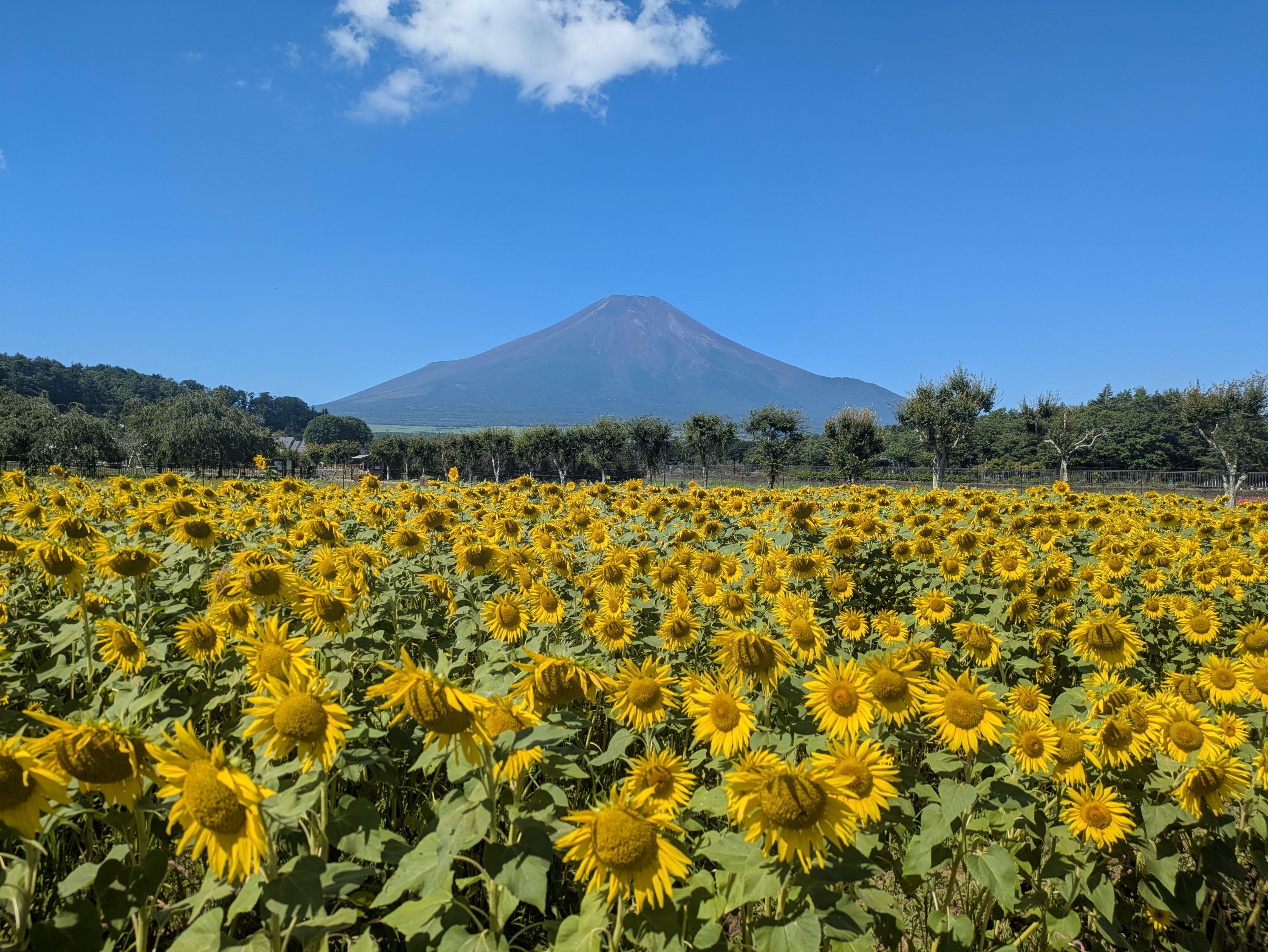 Private Mt. Fuji & Lake Kawaguchi Half-Day Excursion