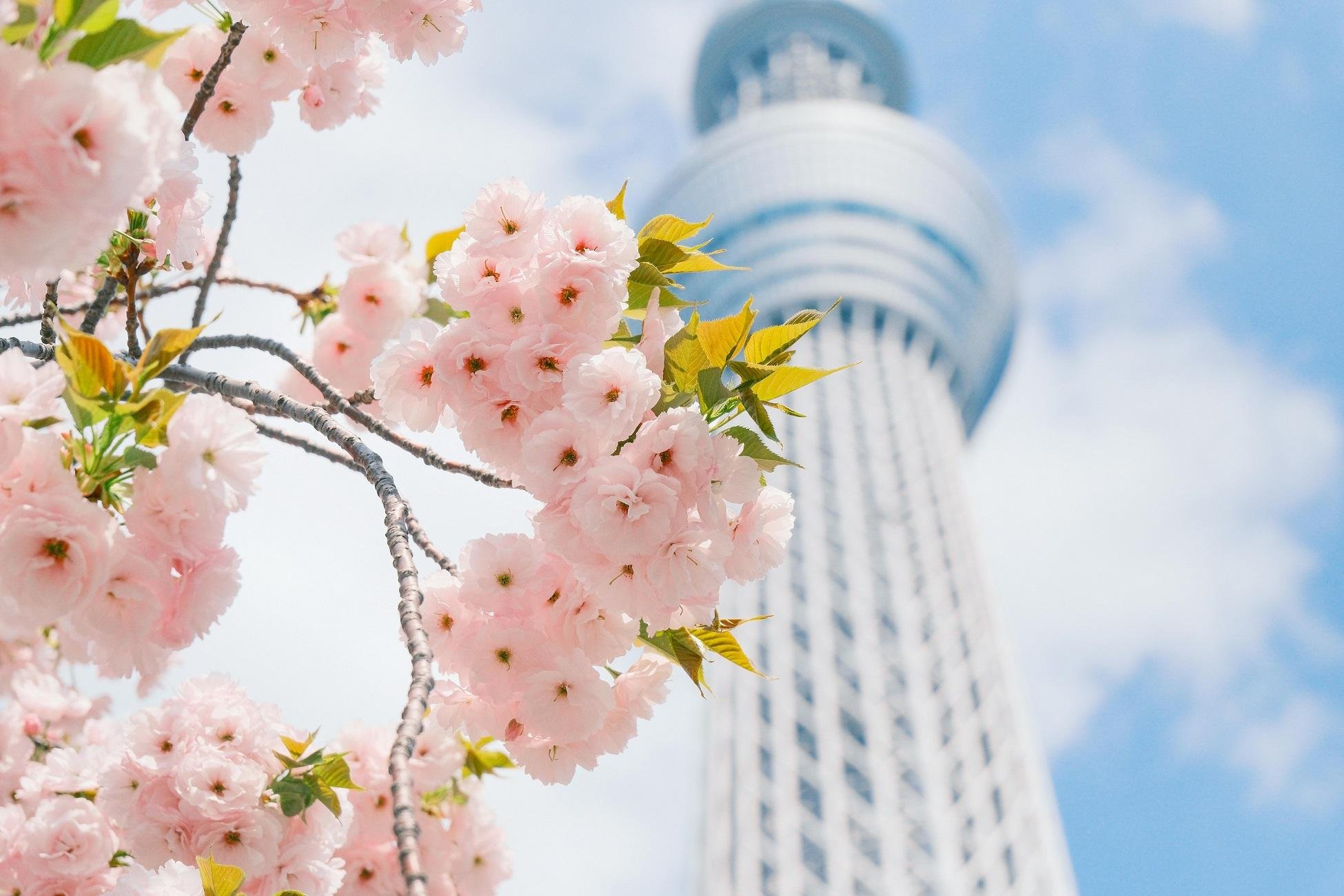 Asakusa Highlights Walk: Sensoji, Skytree & Local Snacks