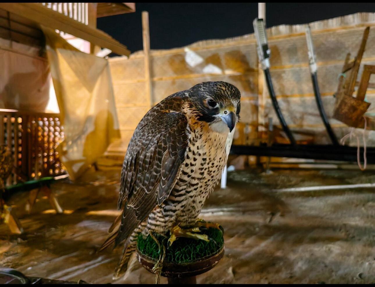 Doha Desert Adventure: Dune Bashing, Camel Rides & Sandboarding